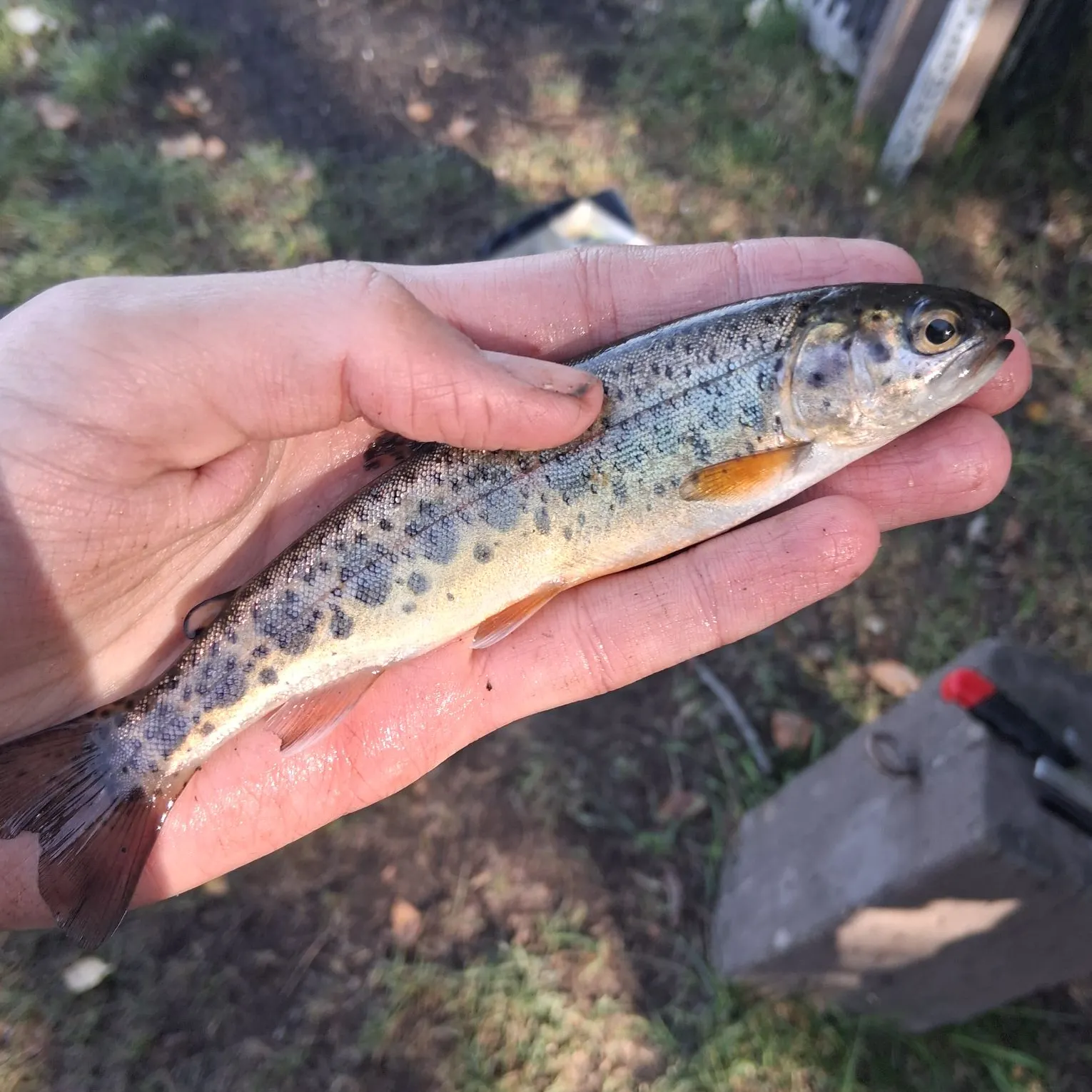 Rainbow trout caught on Fishbrain