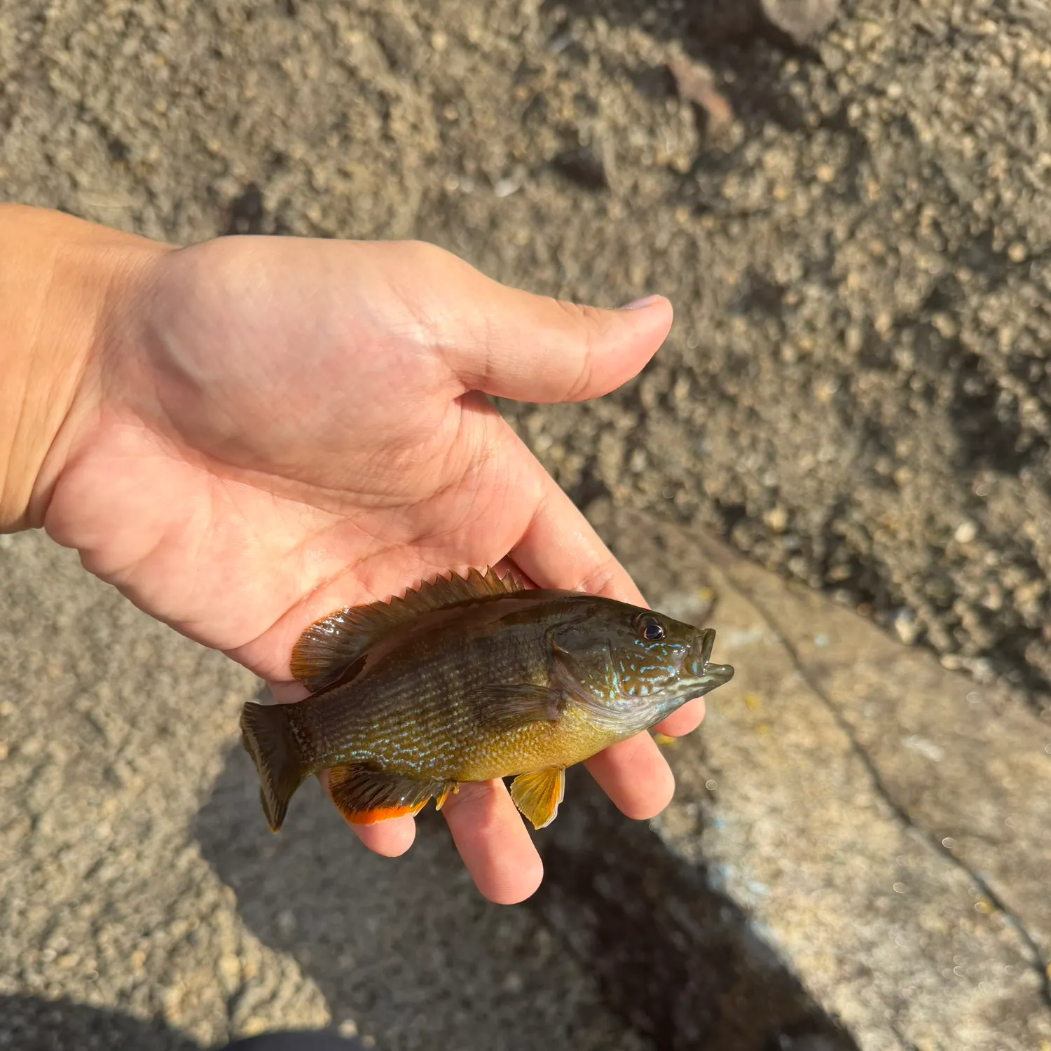 Green sunfish caught on Fishbrain
