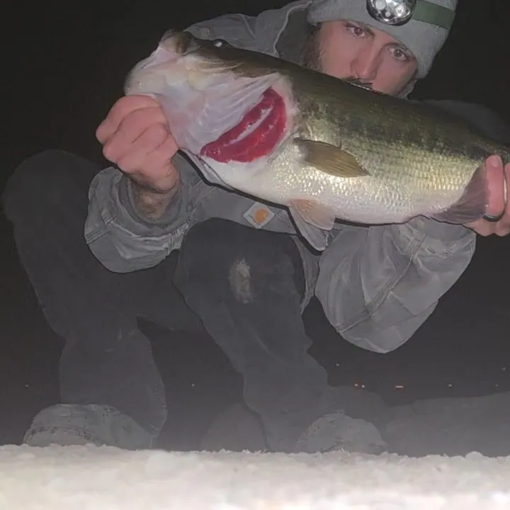 Largemouth bass caught on Fishbrain