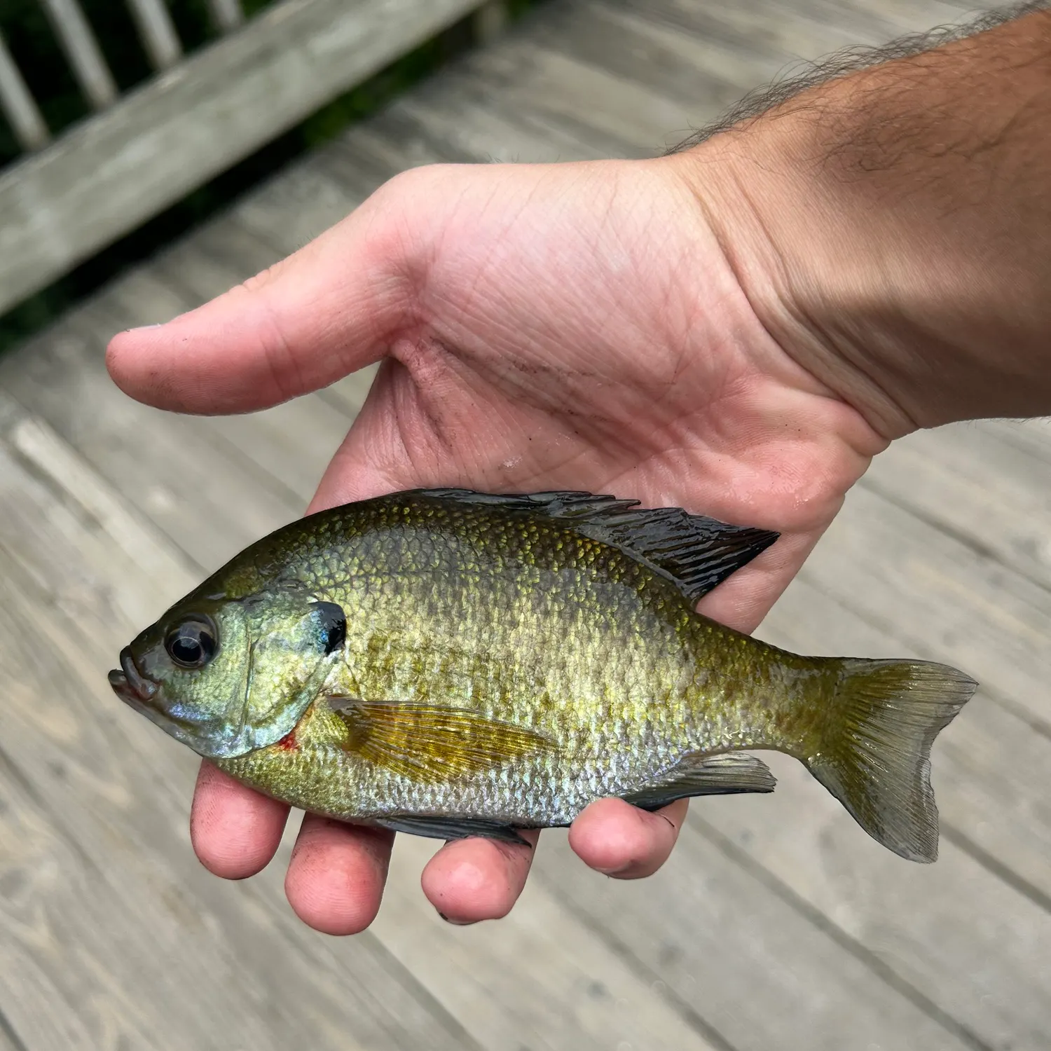 Bluegill caught on Fishbrain