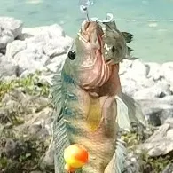 Mayan cichlid caught on Fishbrain
