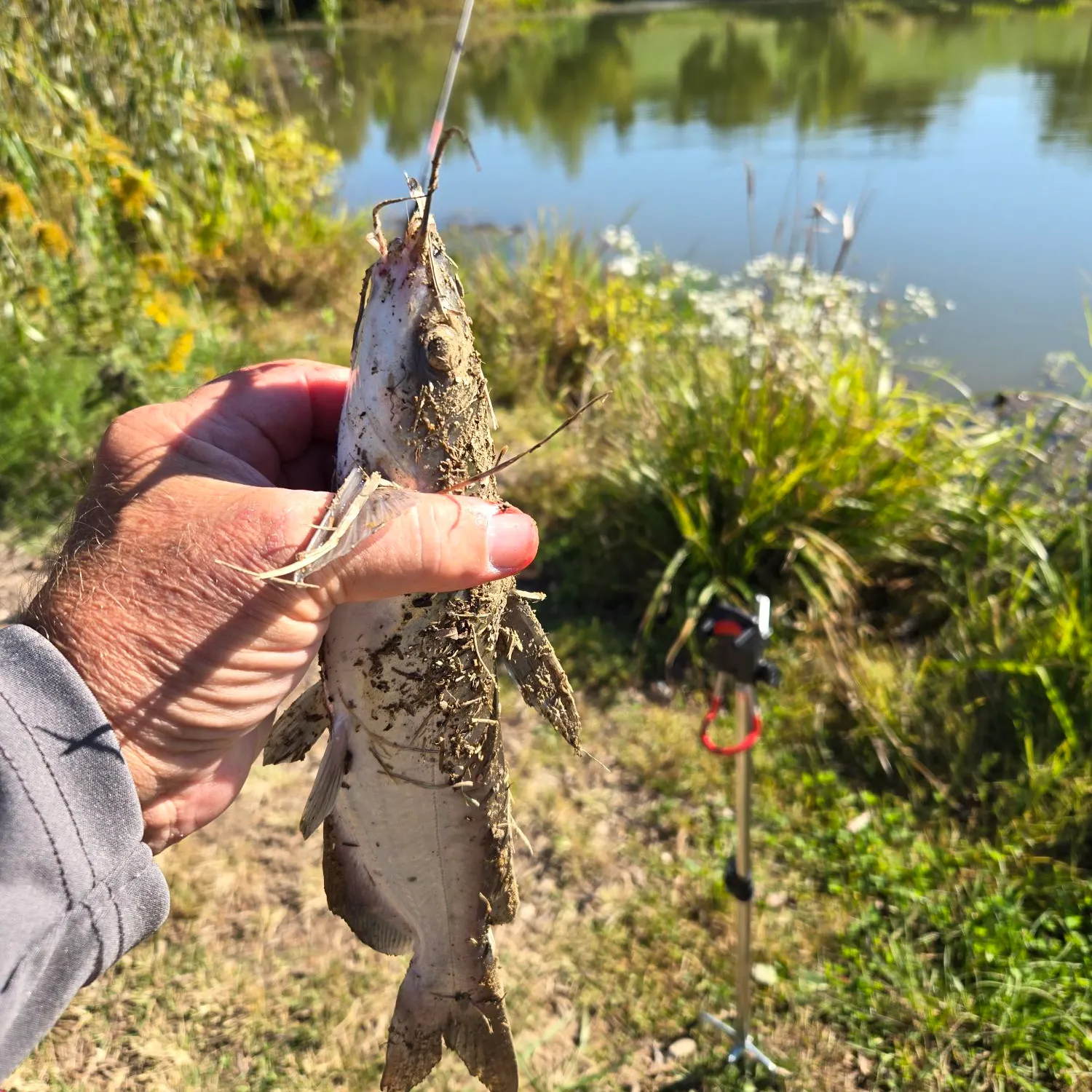 Channel catfish caught on Fishbrain