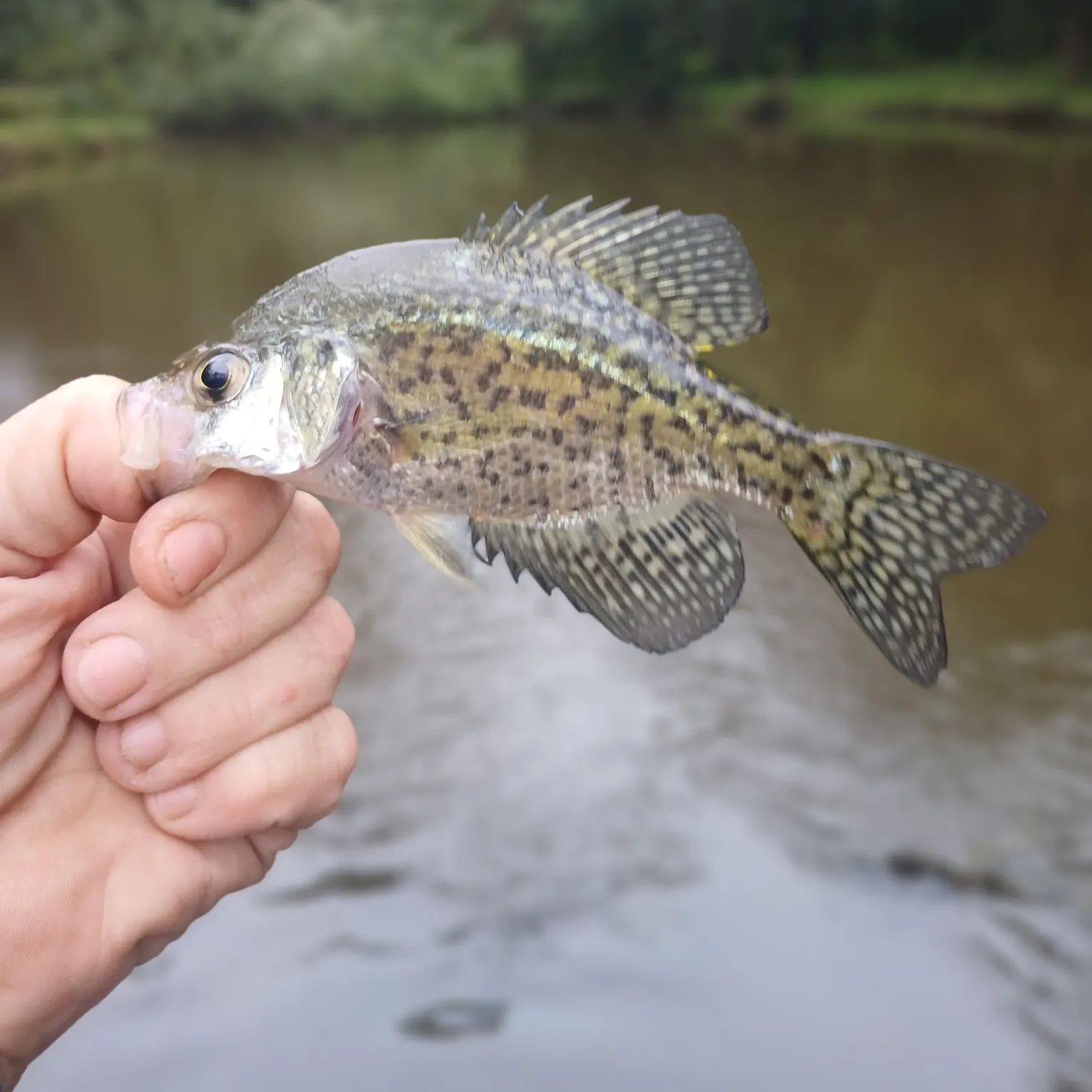 Black crappie caught on Fishbrain