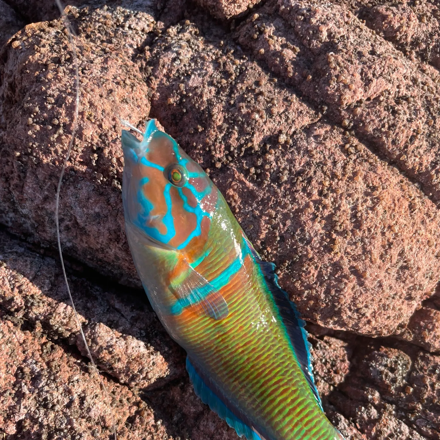 The most recent Ornate wrasse catches on Fishbrain