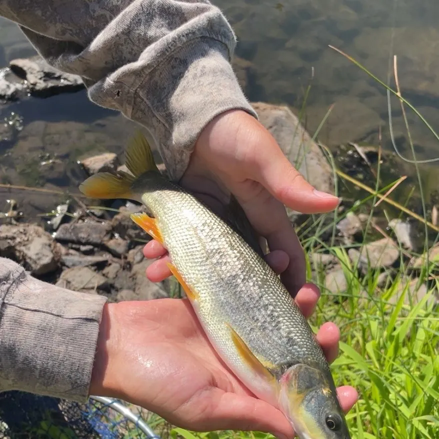 Northern pikeminnow caught on Fishbrain