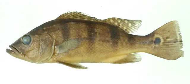 Monoculus peacock bass