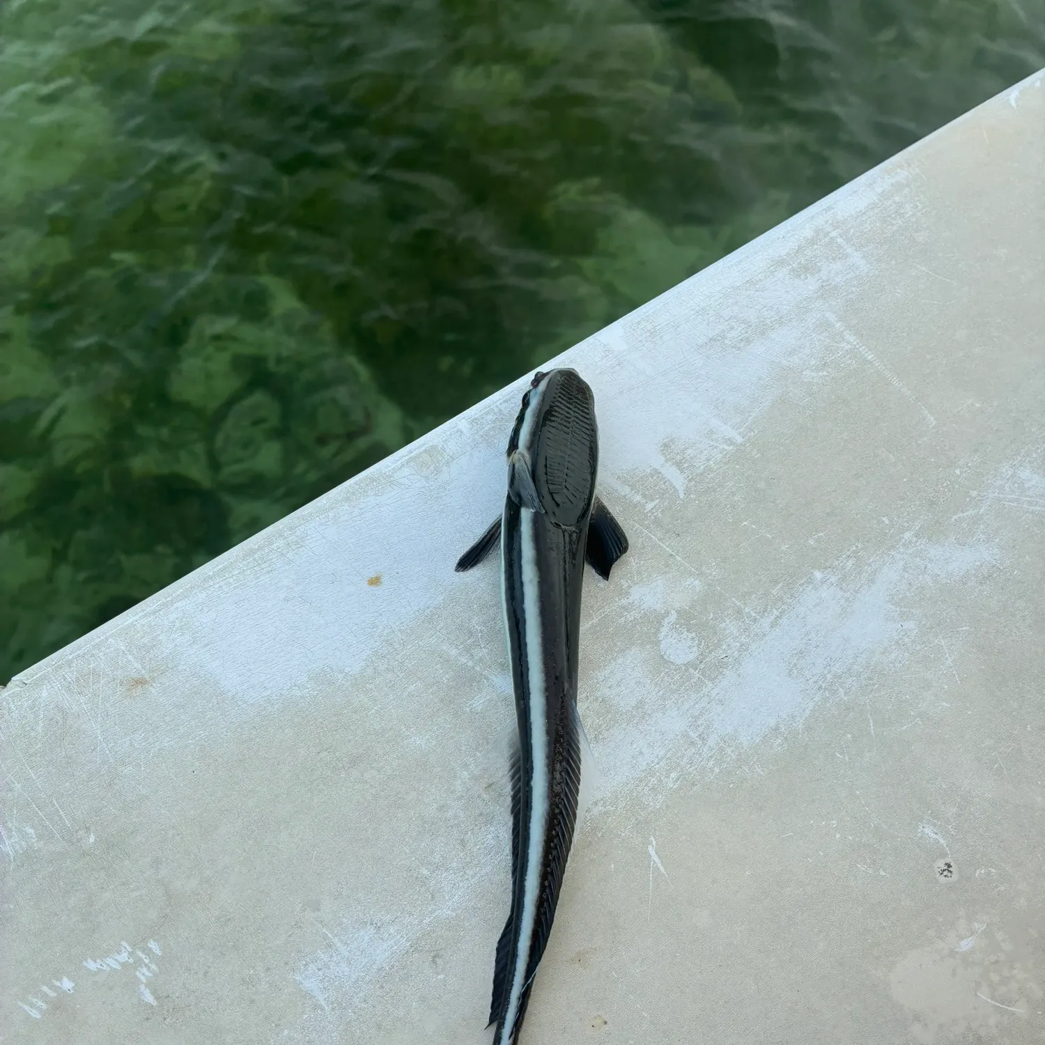 The most recent Live sharksucker catches on Fishbrain