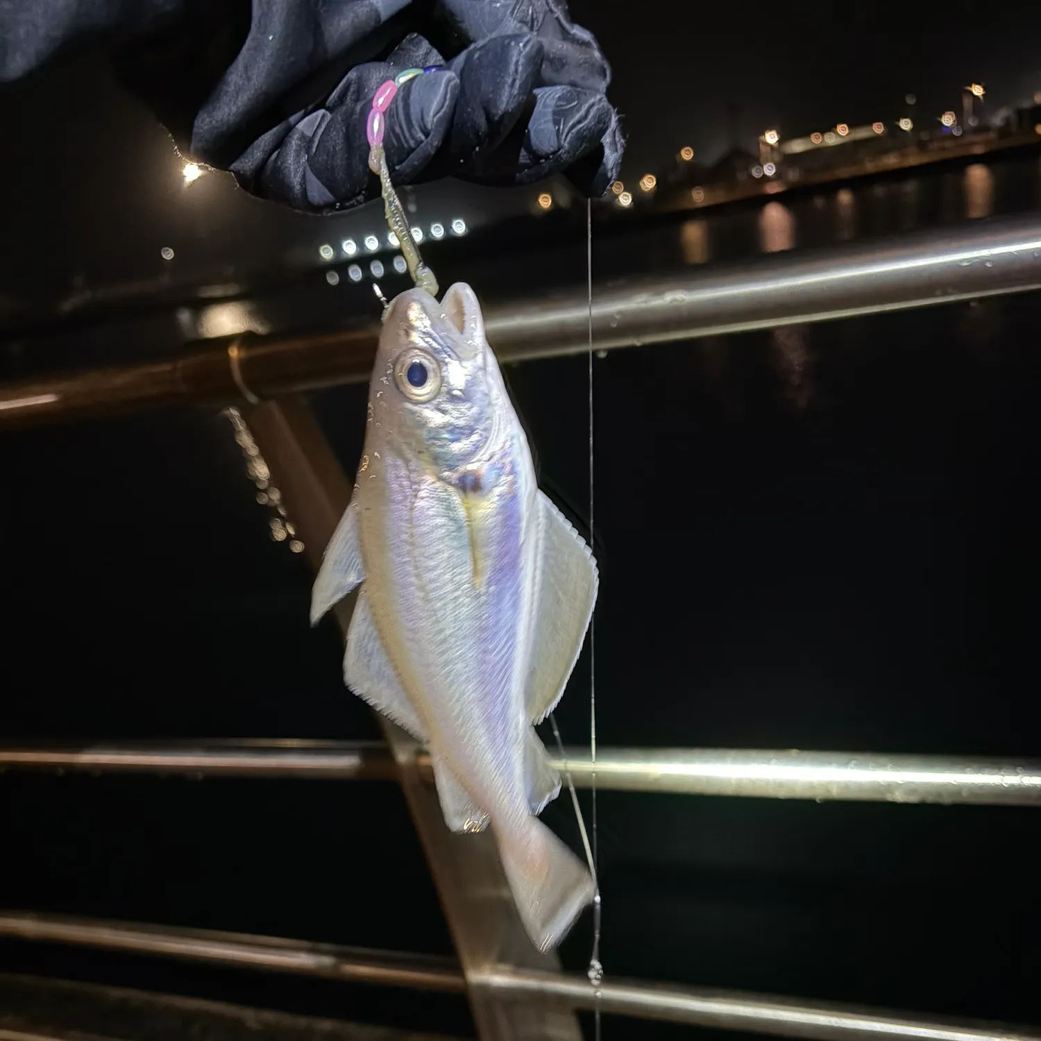 The most recent Pouting catches on Fishbrain