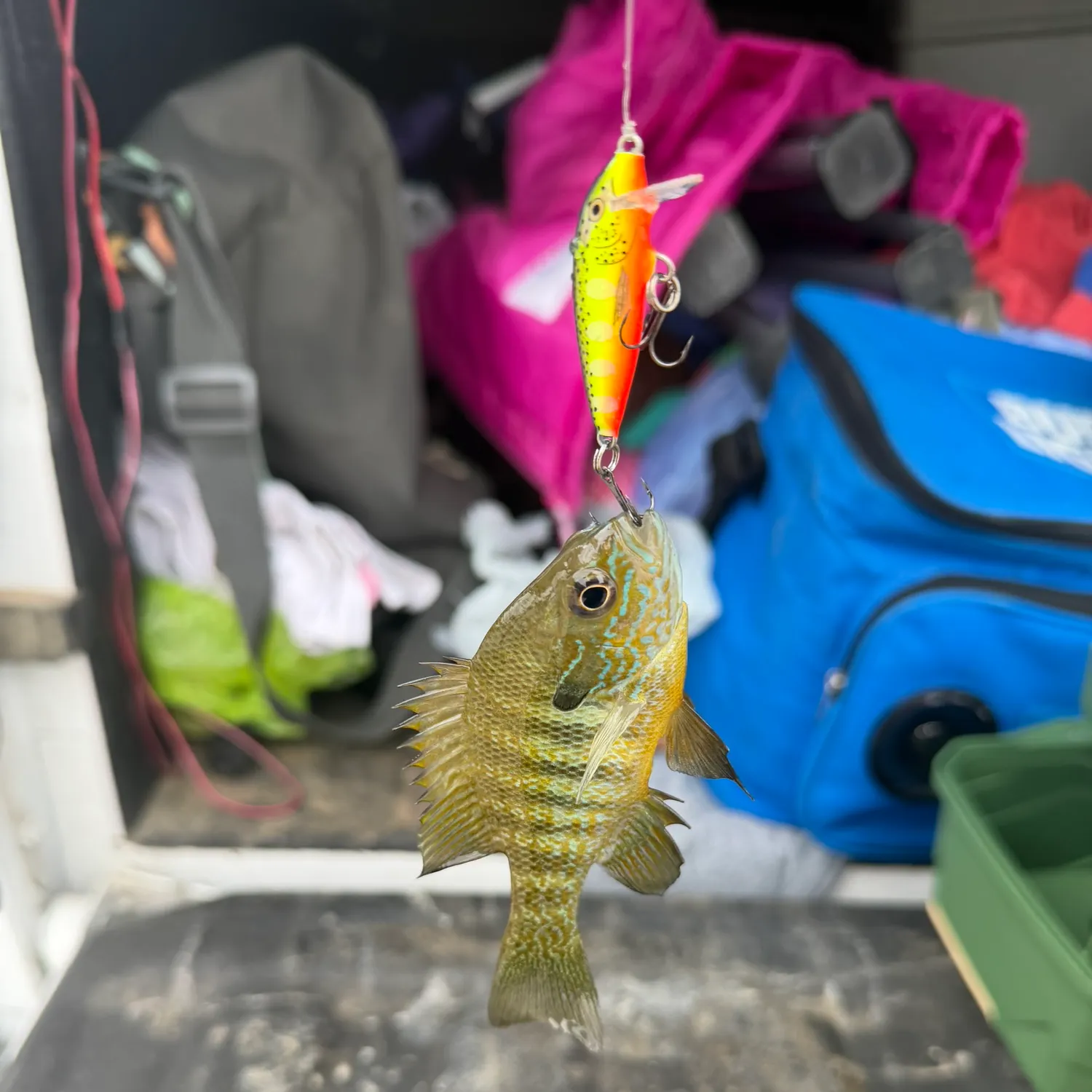 recently logged catches