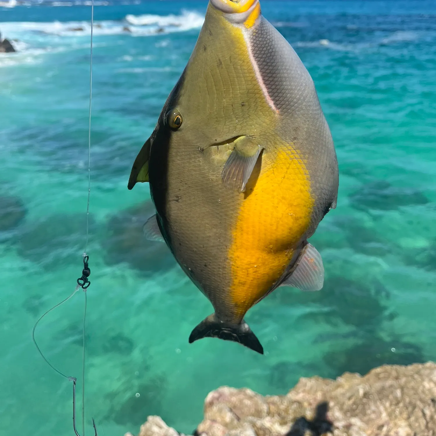 The most recent Orangeside triggerfish catches on Fishbrain