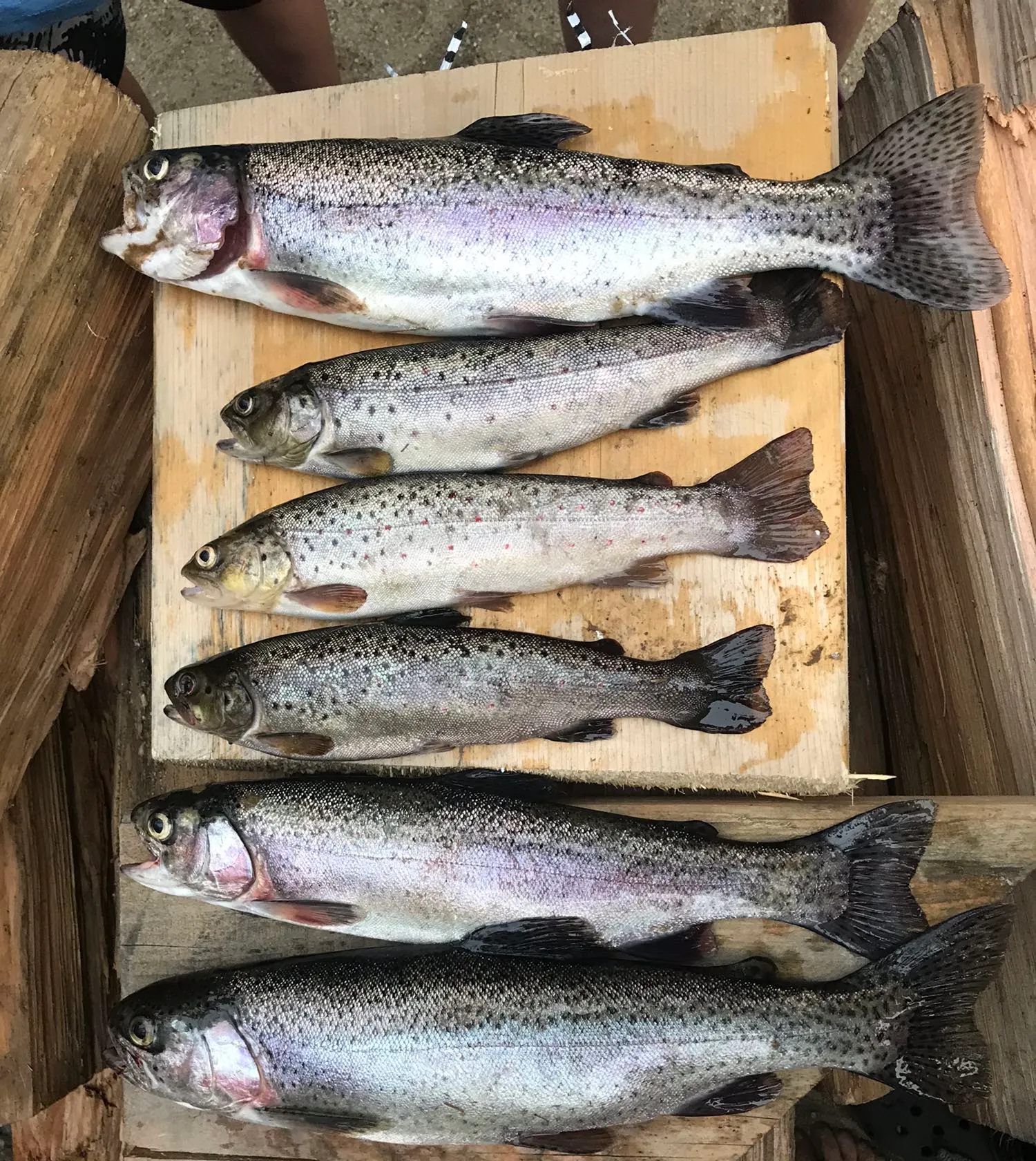 recently logged catches