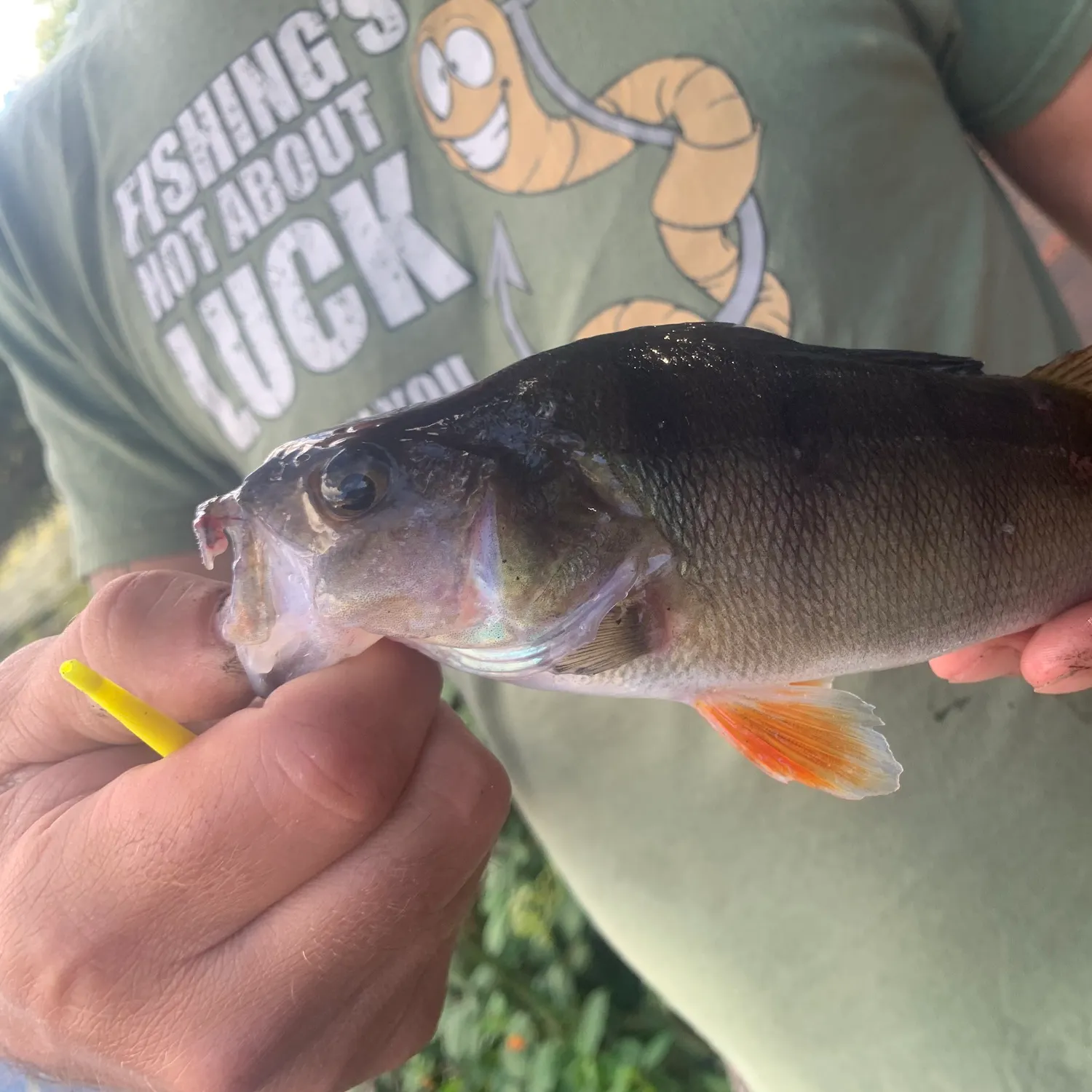 European perch caught on Fishbrain