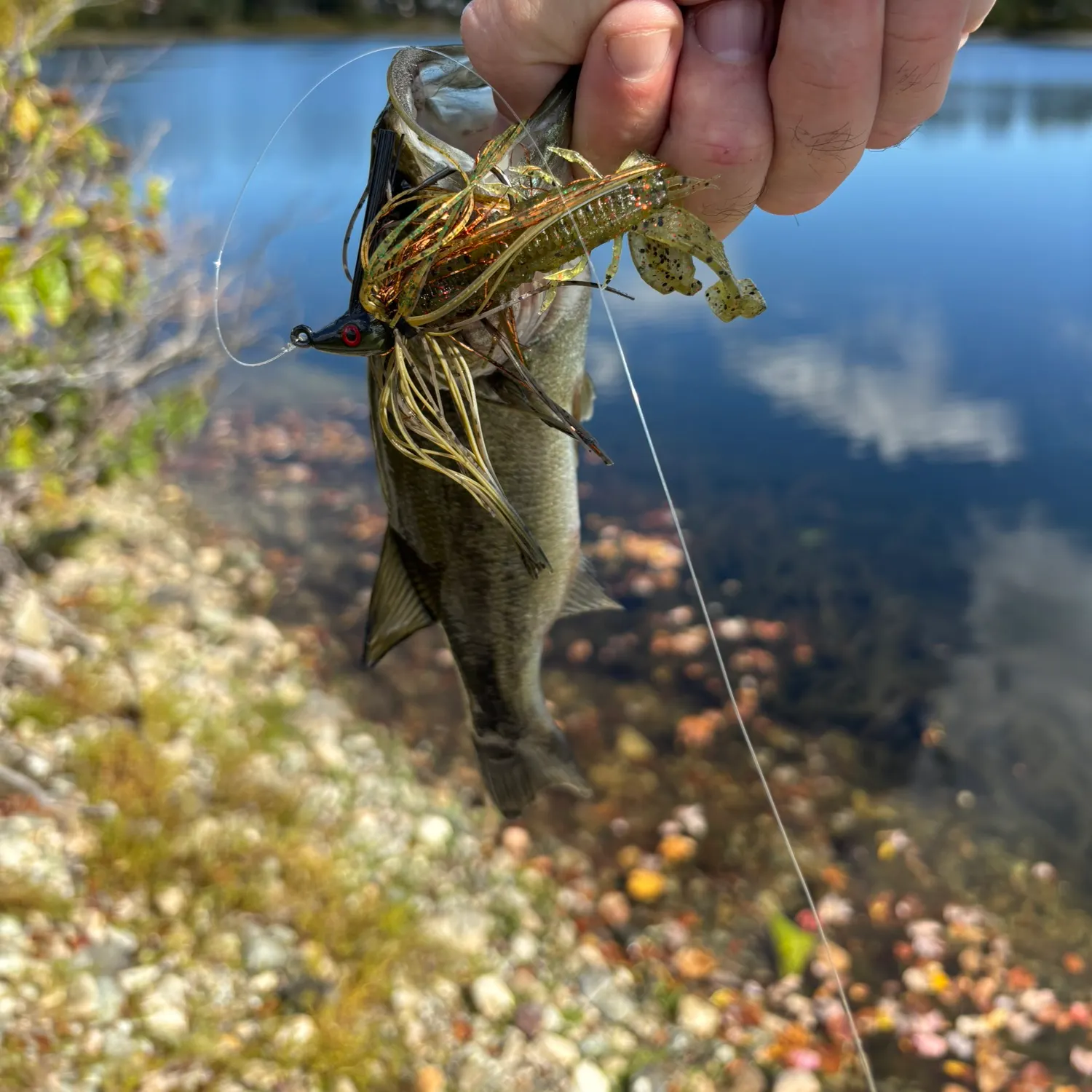 Largemouth bass caught on Fishbrain