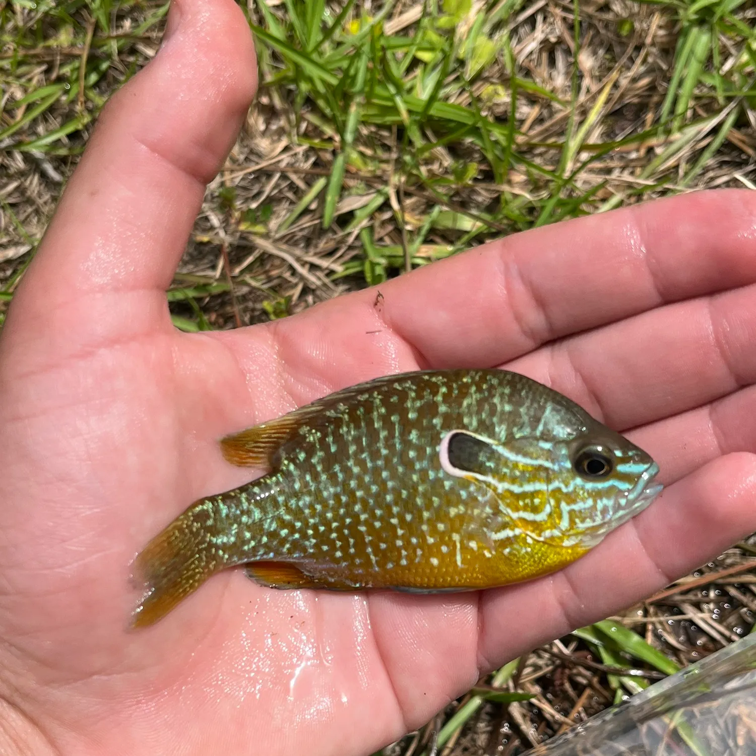 The most recent Swampland longear sunfish catches on Fishbrain