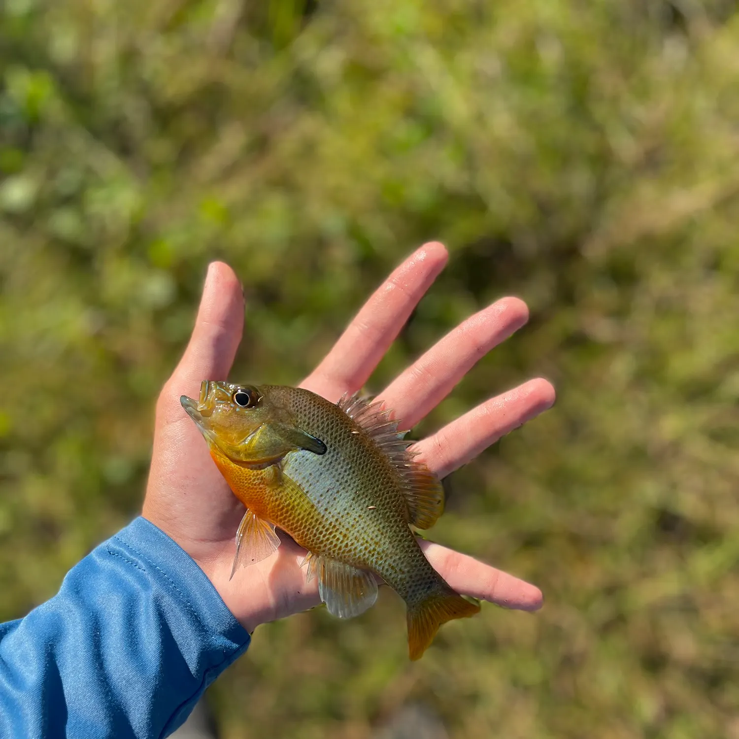 Redbreast sunfish caught on Fishbrain