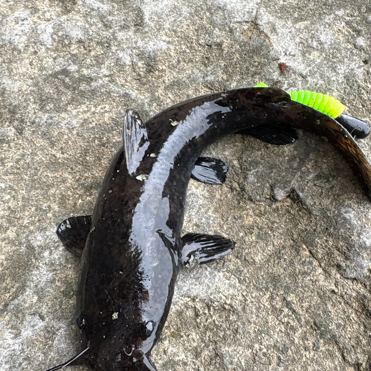 Flathead catfish caught on Fishbrain