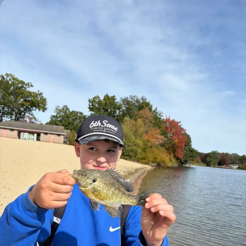 Bluegill caught on Fishbrain