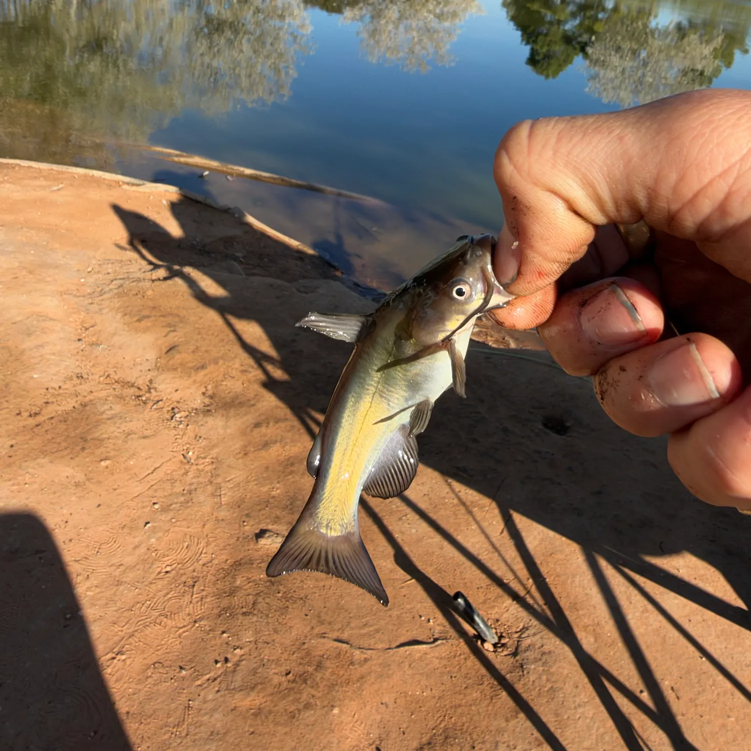 Black bullhead caught on Fishbrain