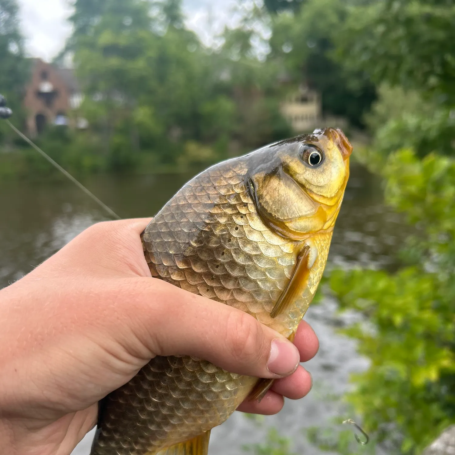 Goldfish caught on Fishbrain
