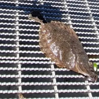 The most recent Northern rock sole catches on Fishbrain