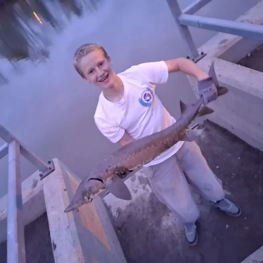 The most recent Siberian sturgeon catches on Fishbrain