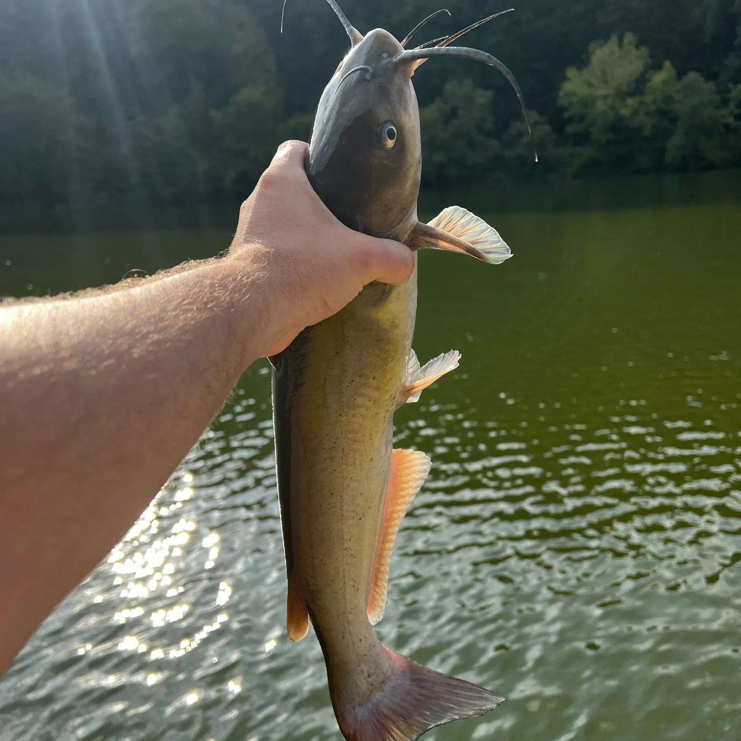 The most recent Channel catfish catches on Fishbrain