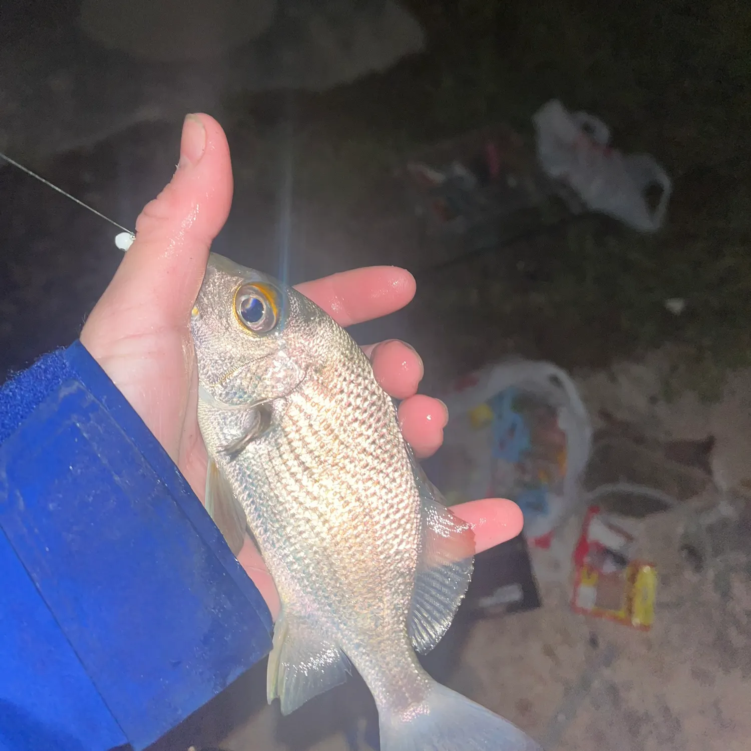 The most recent Sailor's choice grunt catches on Fishbrain