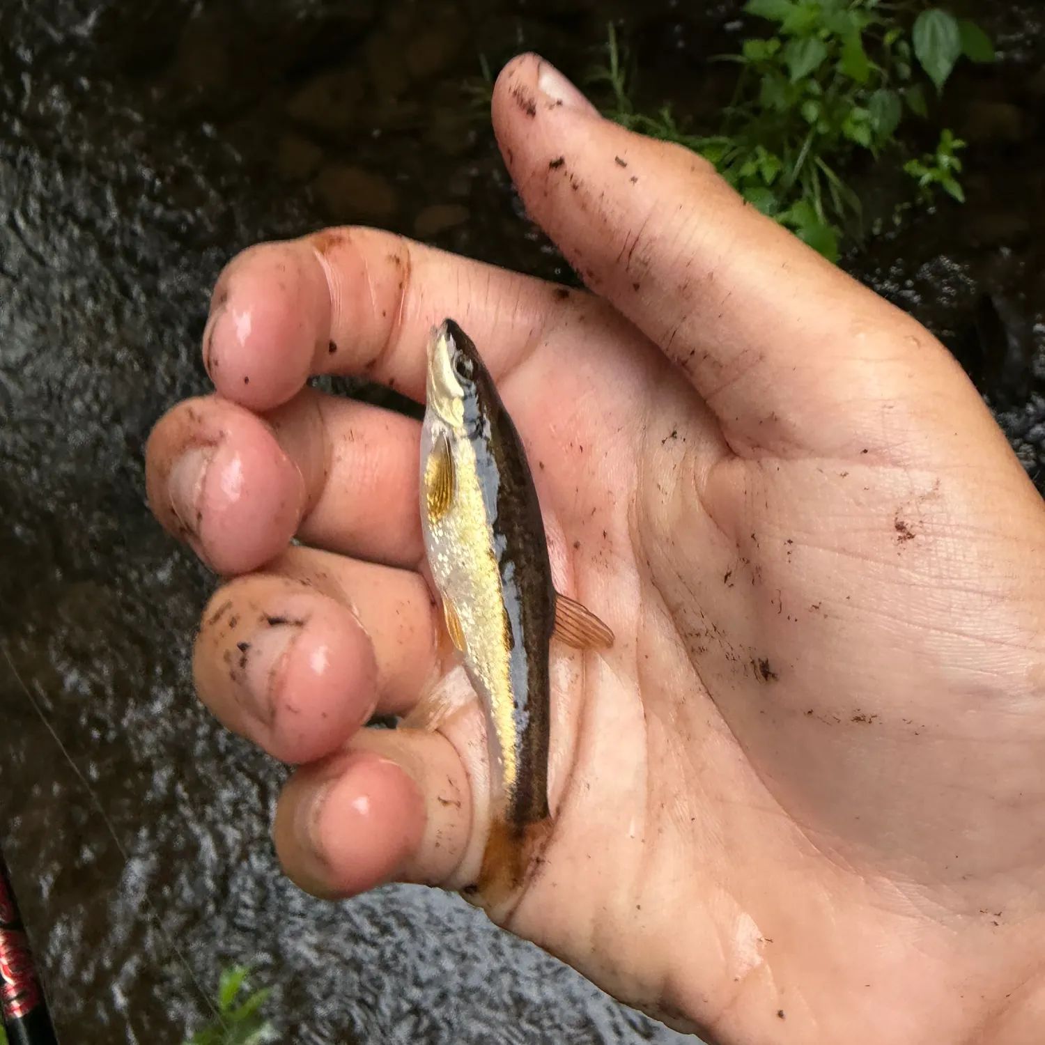The most recent Eastern blacknose dace catches on Fishbrain