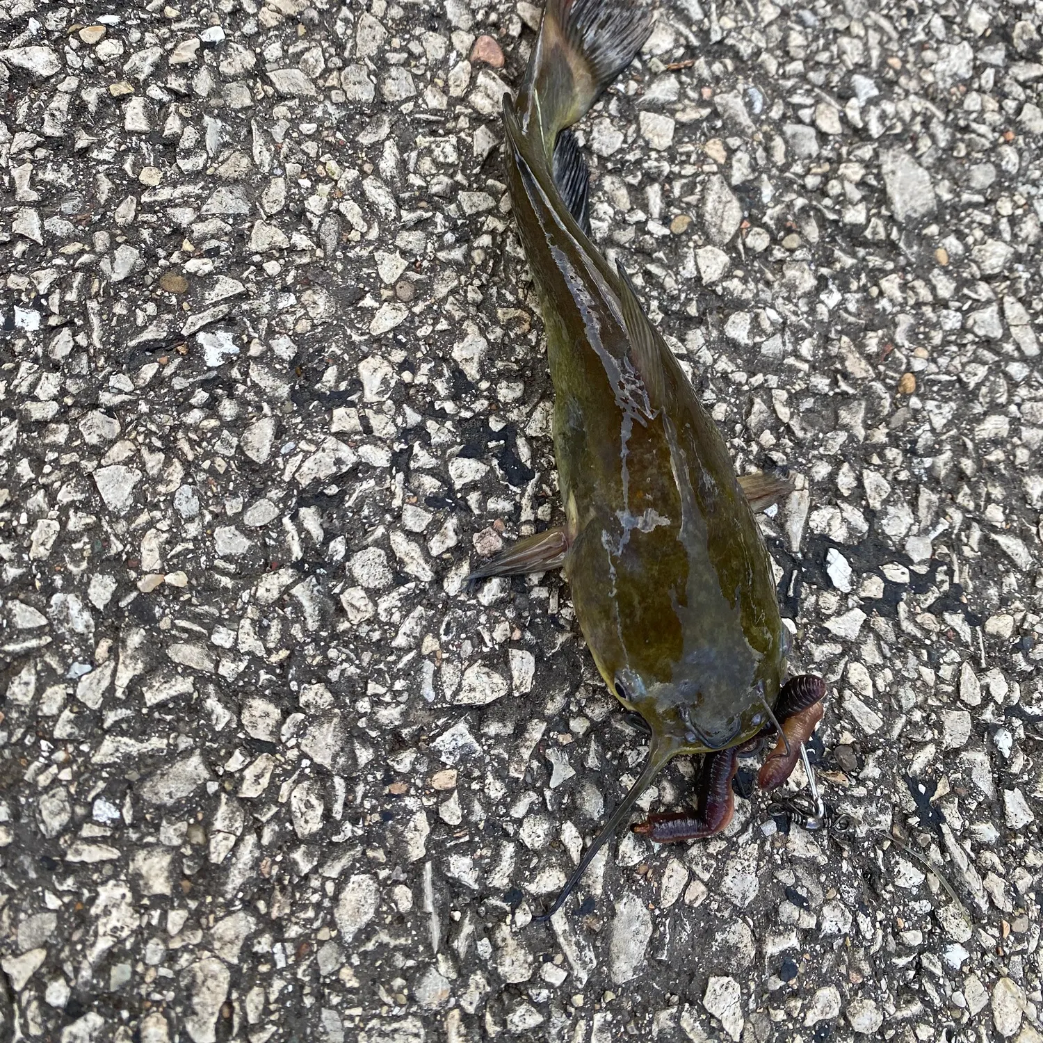Black bullhead caught on Fishbrain