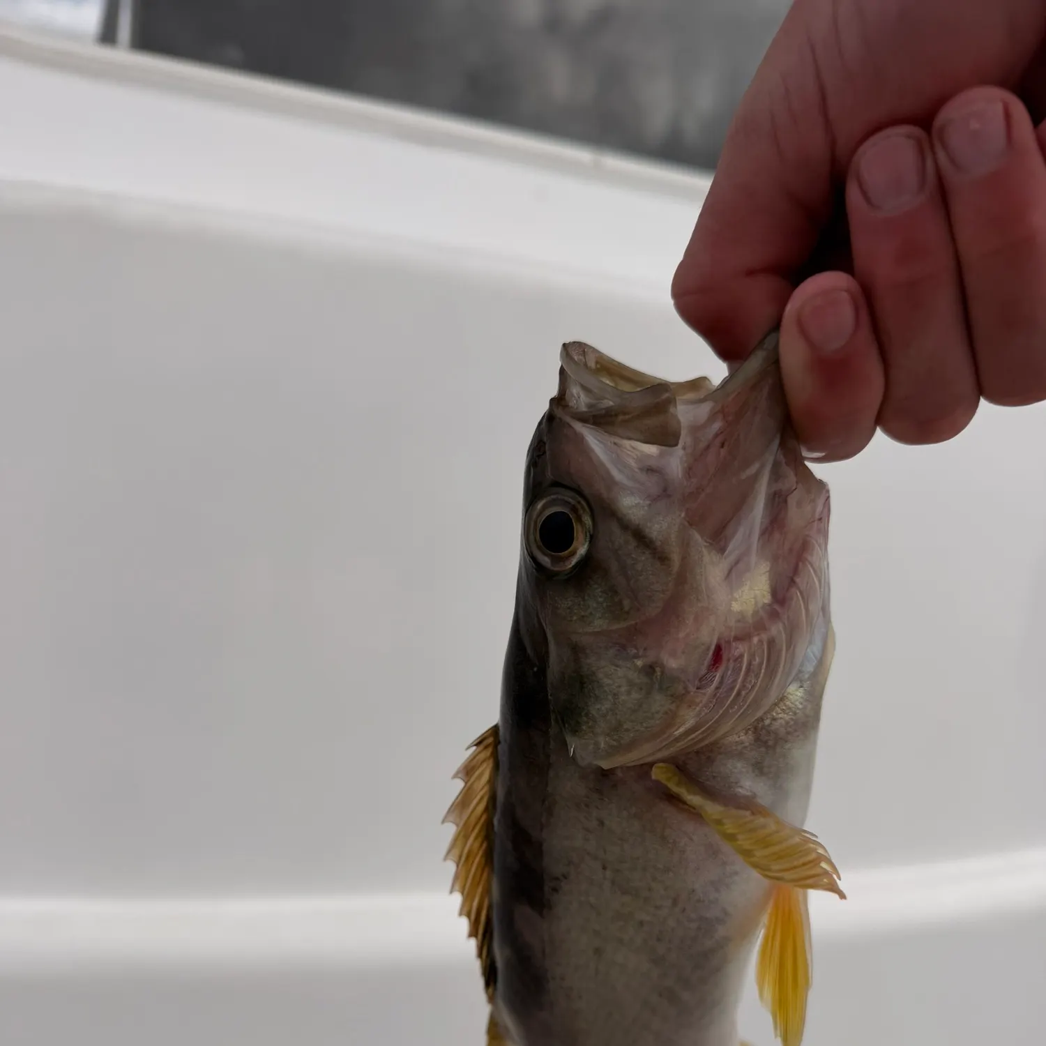 The most recent Olive rockfish catches on Fishbrain