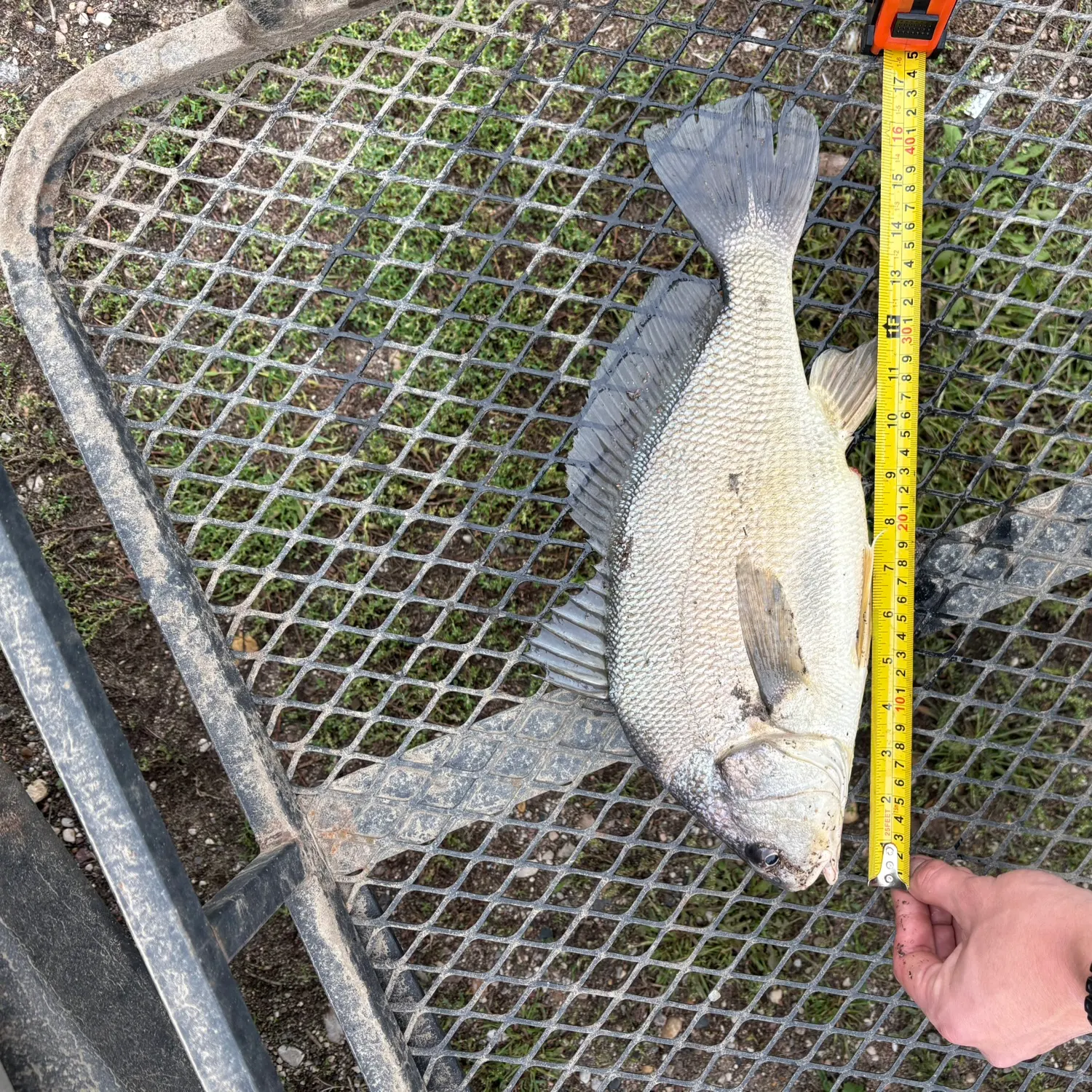 Freshwater drum caught on Fishbrain