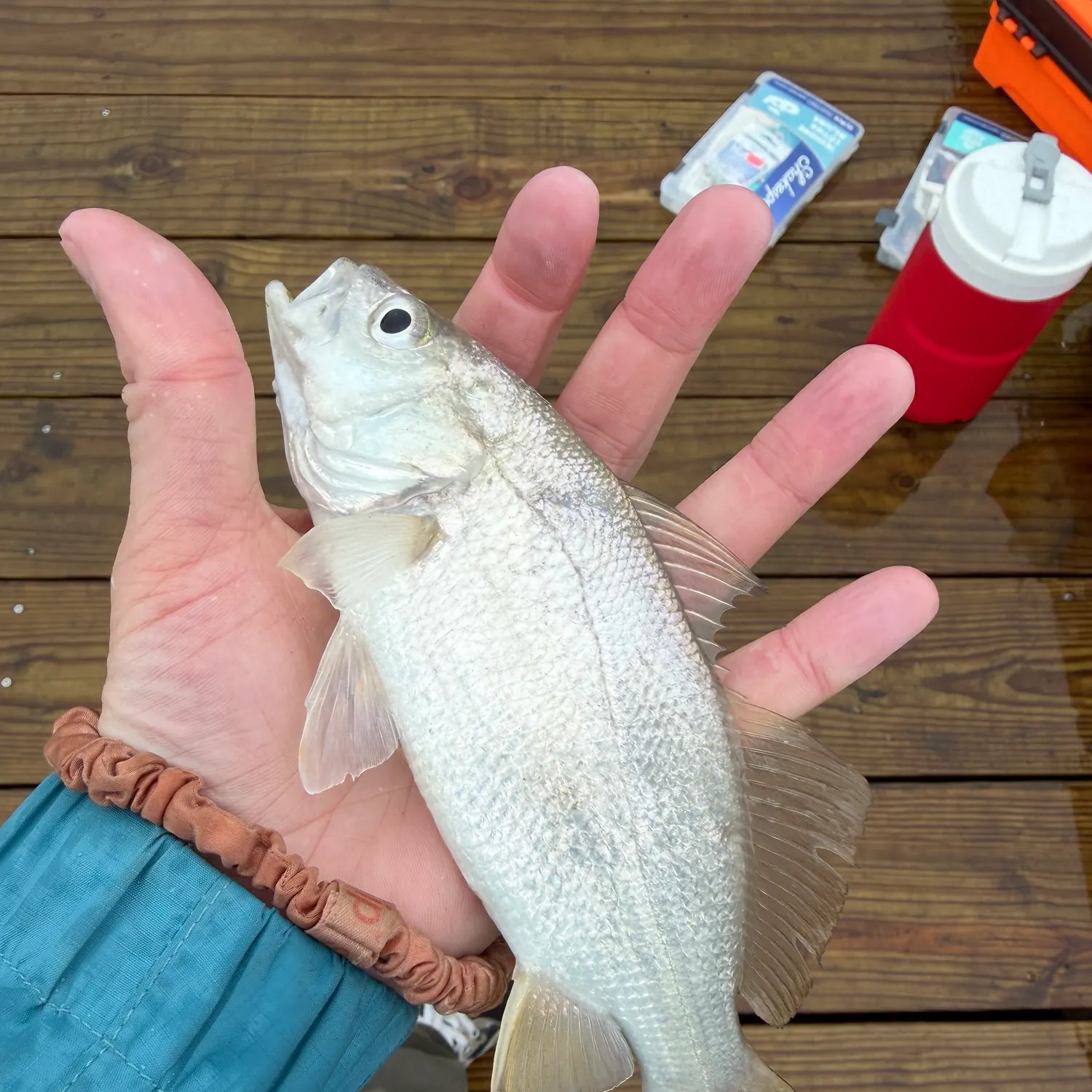 The most recent Silver perch catches on Fishbrain