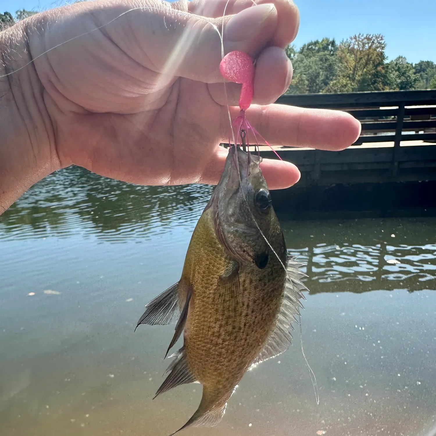 Bluegill caught on Fishbrain