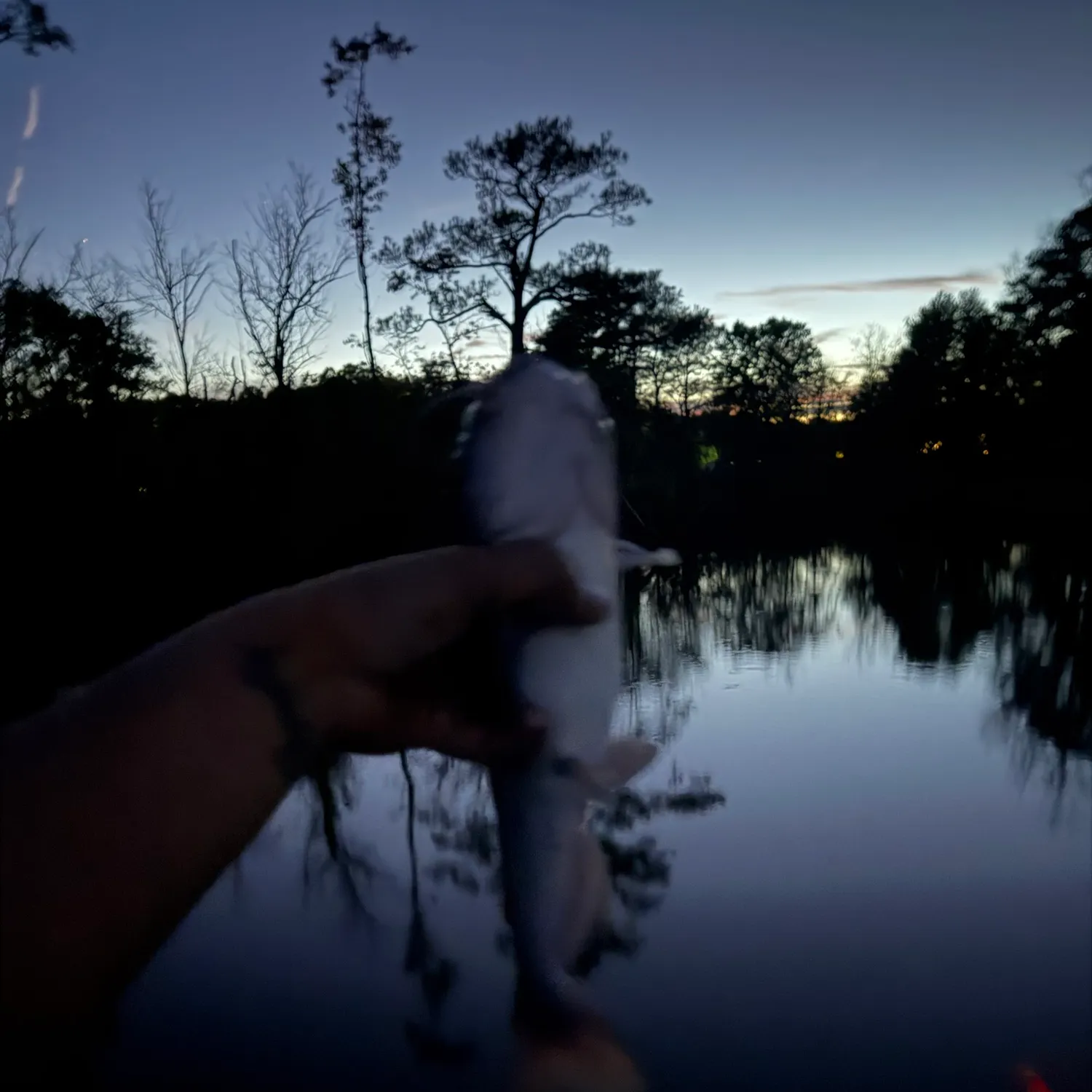 Fish caught on Fishbrain