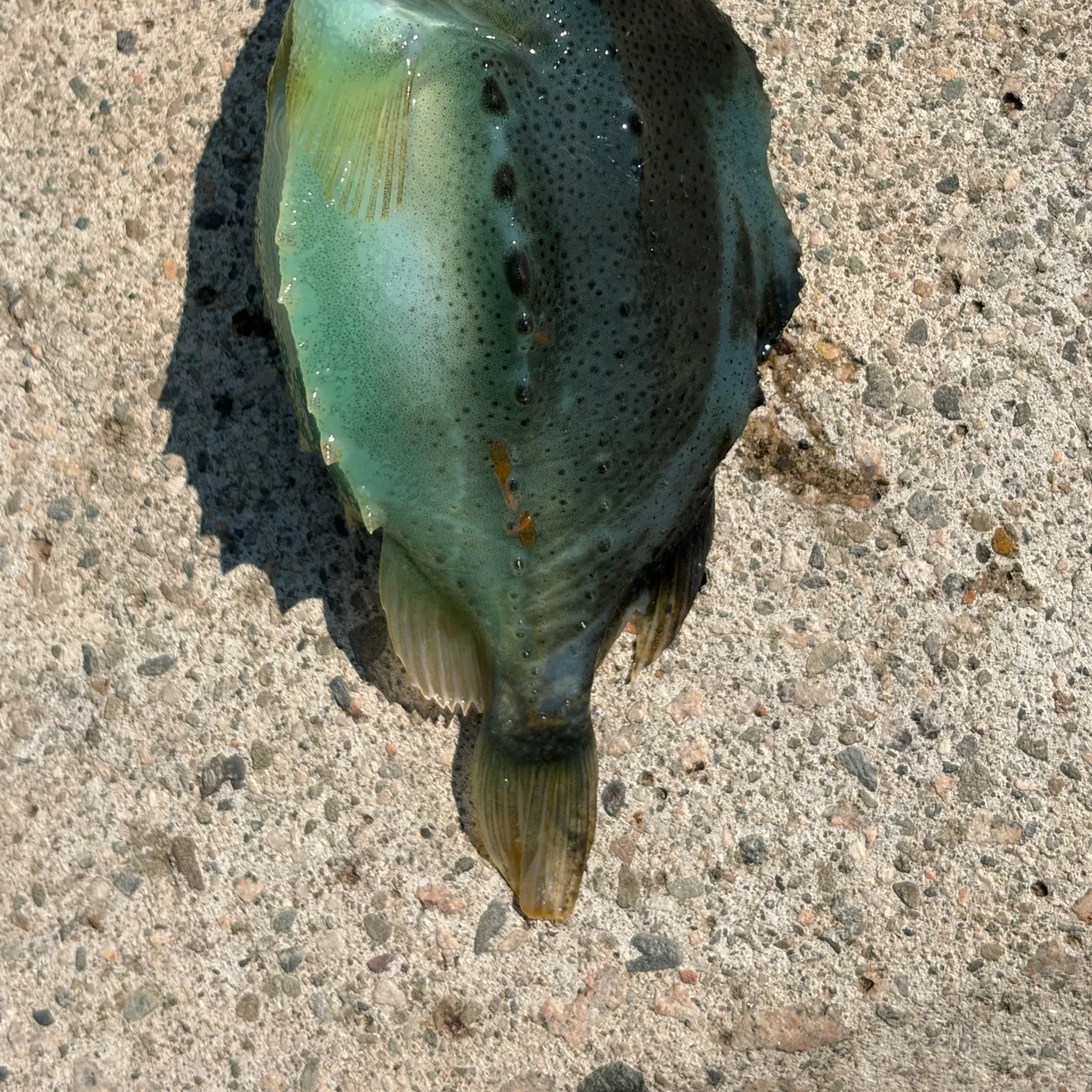 The most recent Lumpsucker catches on Fishbrain