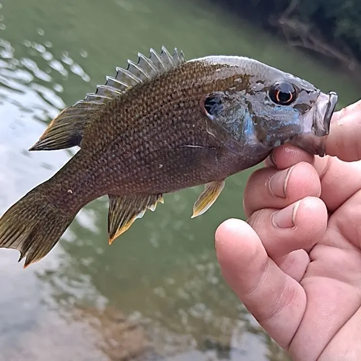 Green sunfish caught on Fishbrain