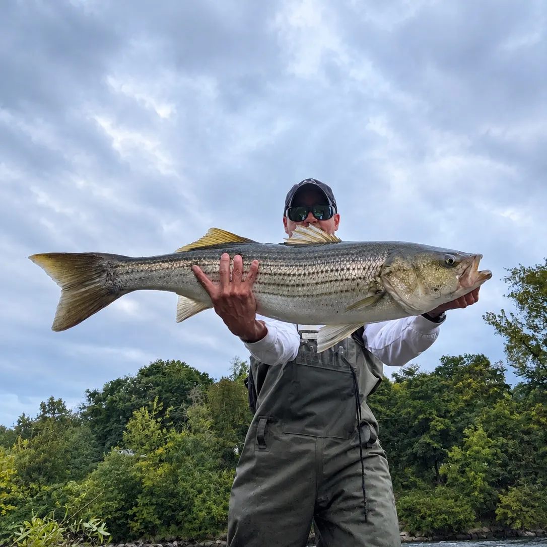 Striped bass caught on Fishbrain
