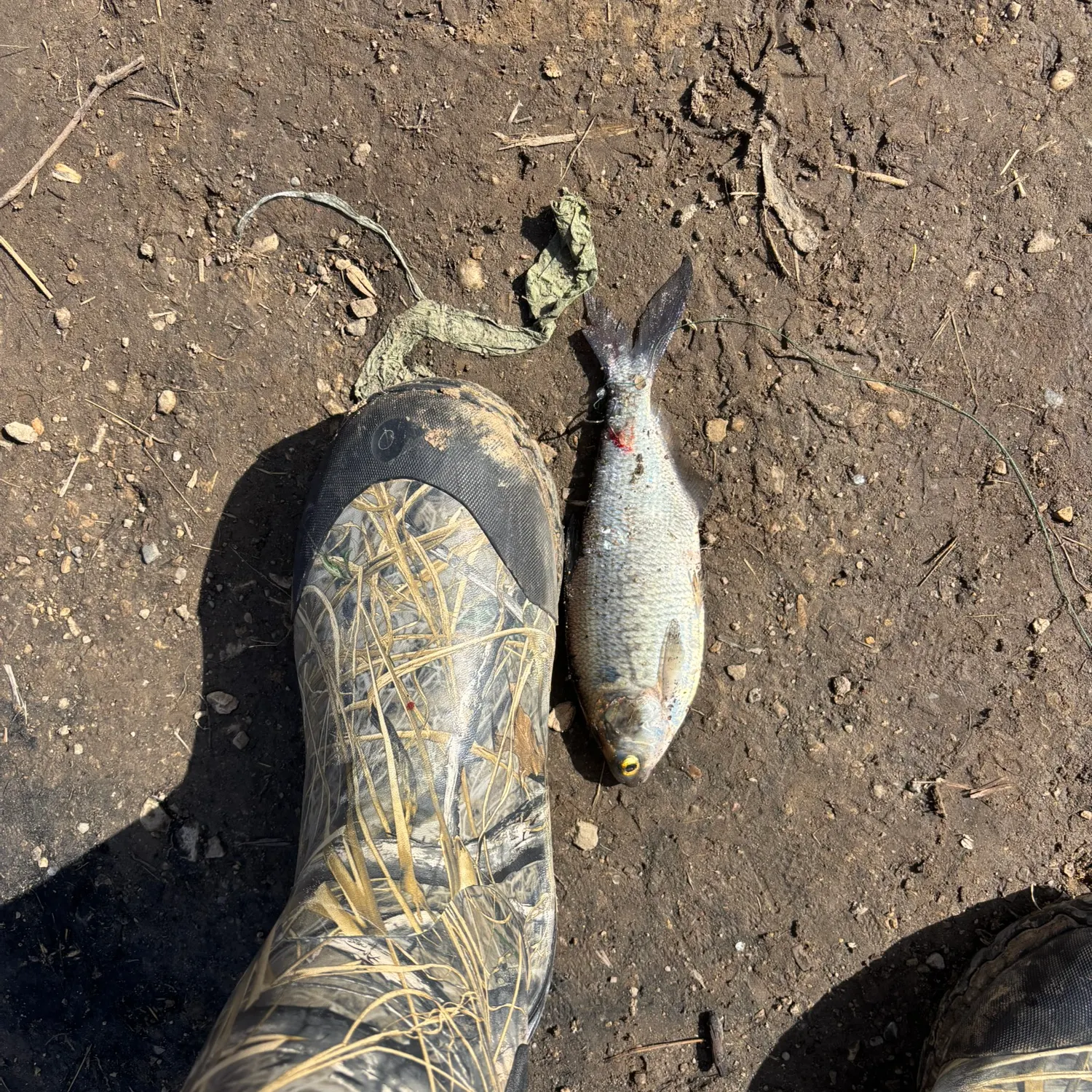 The most recent American gizzard shad catches on Fishbrain