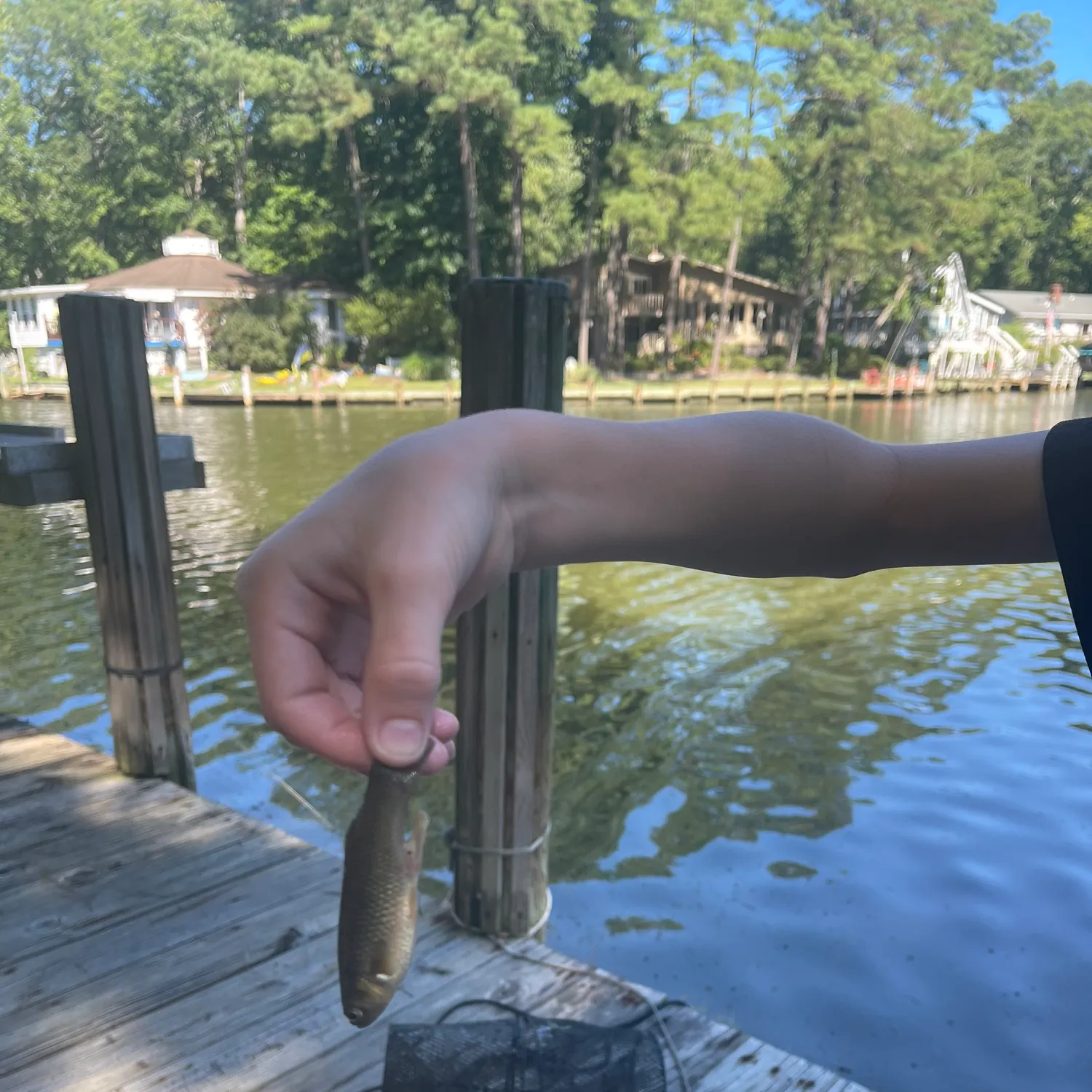 The most recent Brassy minnow catches on Fishbrain