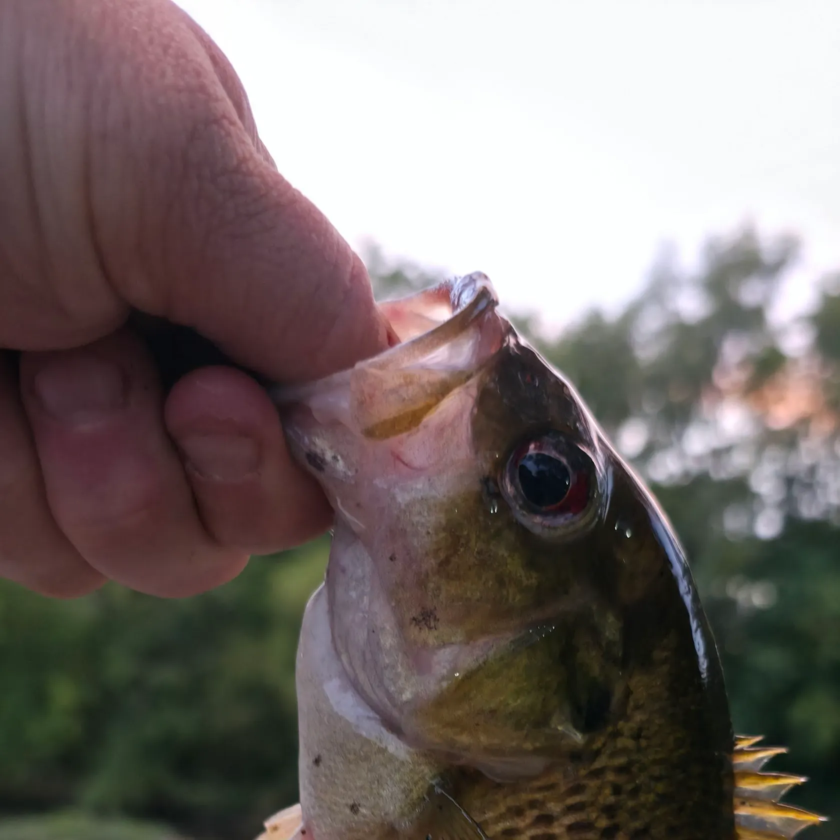 Rock bass caught on Fishbrain