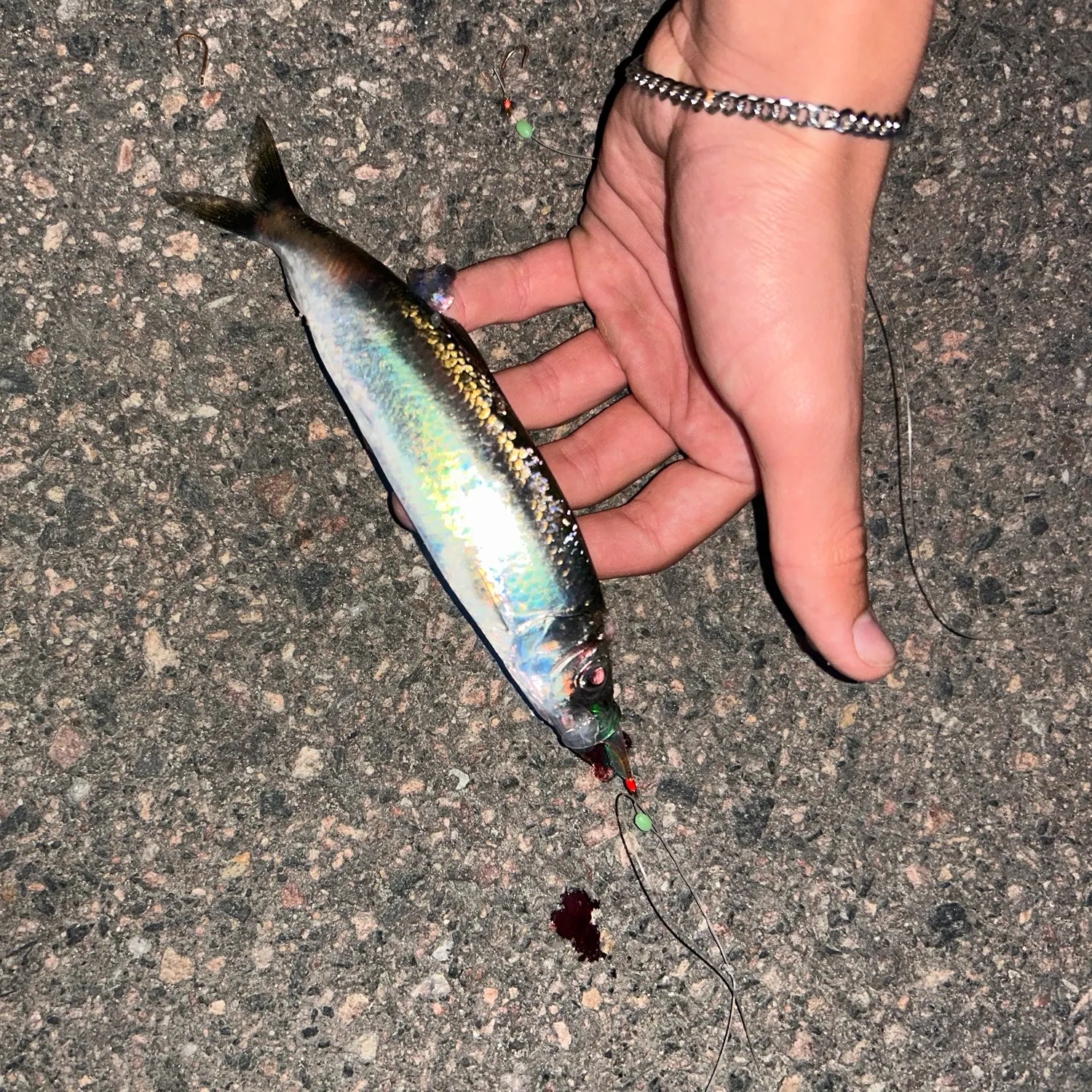 The most recent Atlantic herring catches on Fishbrain
