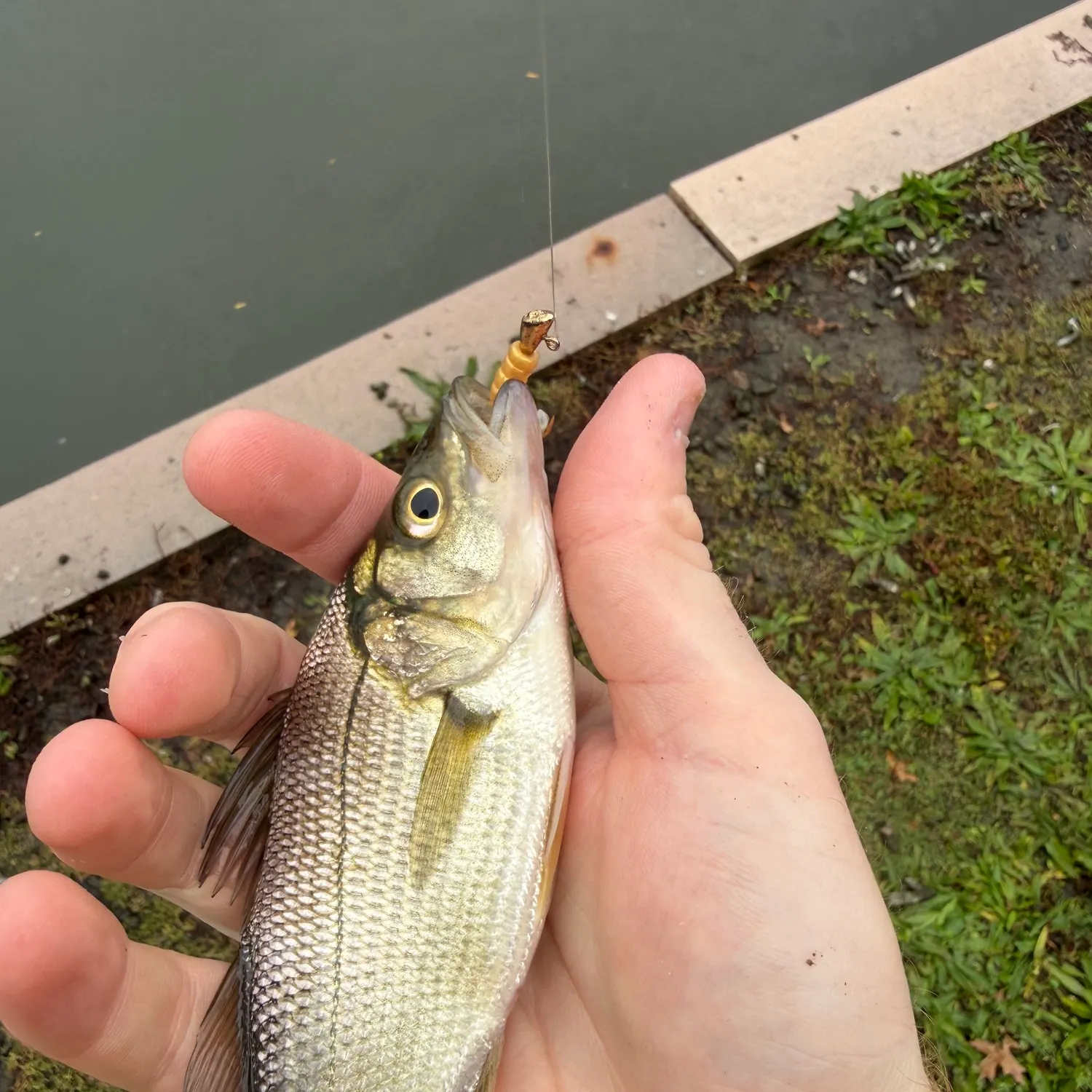 White perch caught on Fishbrain