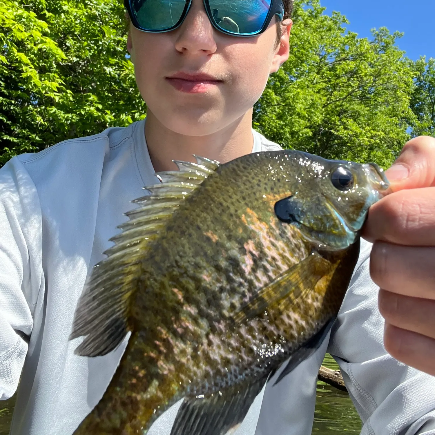 The most recent Randall's prawn-goby catches on Fishbrain