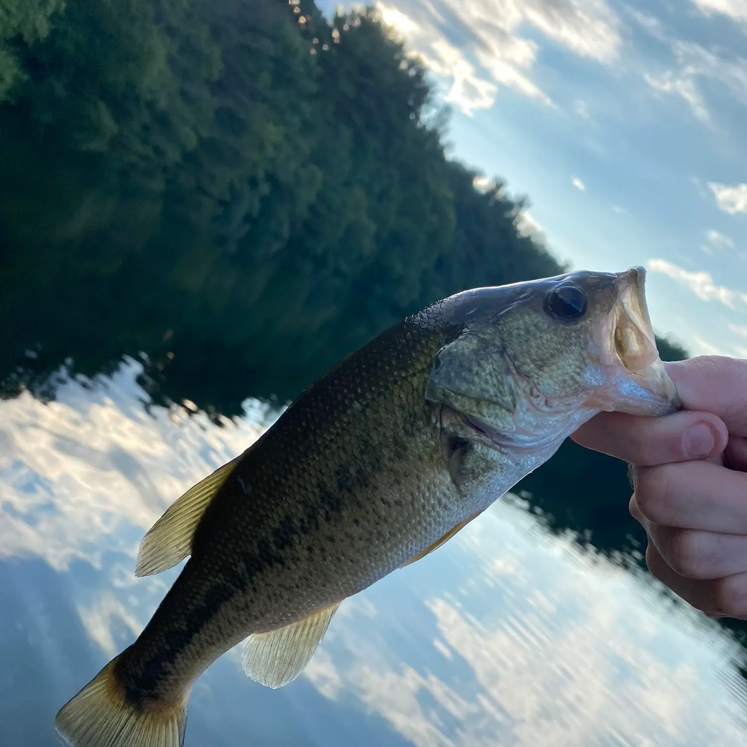 angler catch