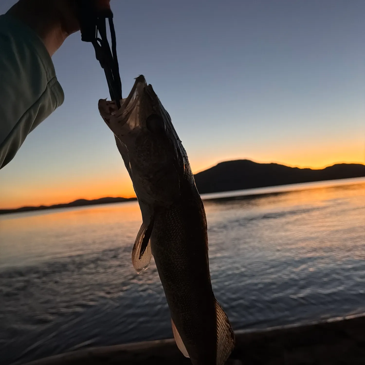 Walleye caught on Fishbrain