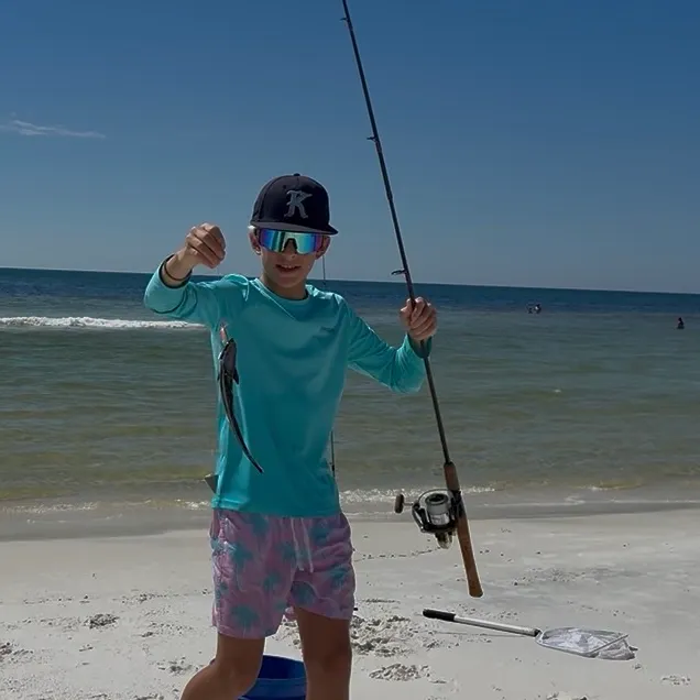 Common remora caught on Fishbrain