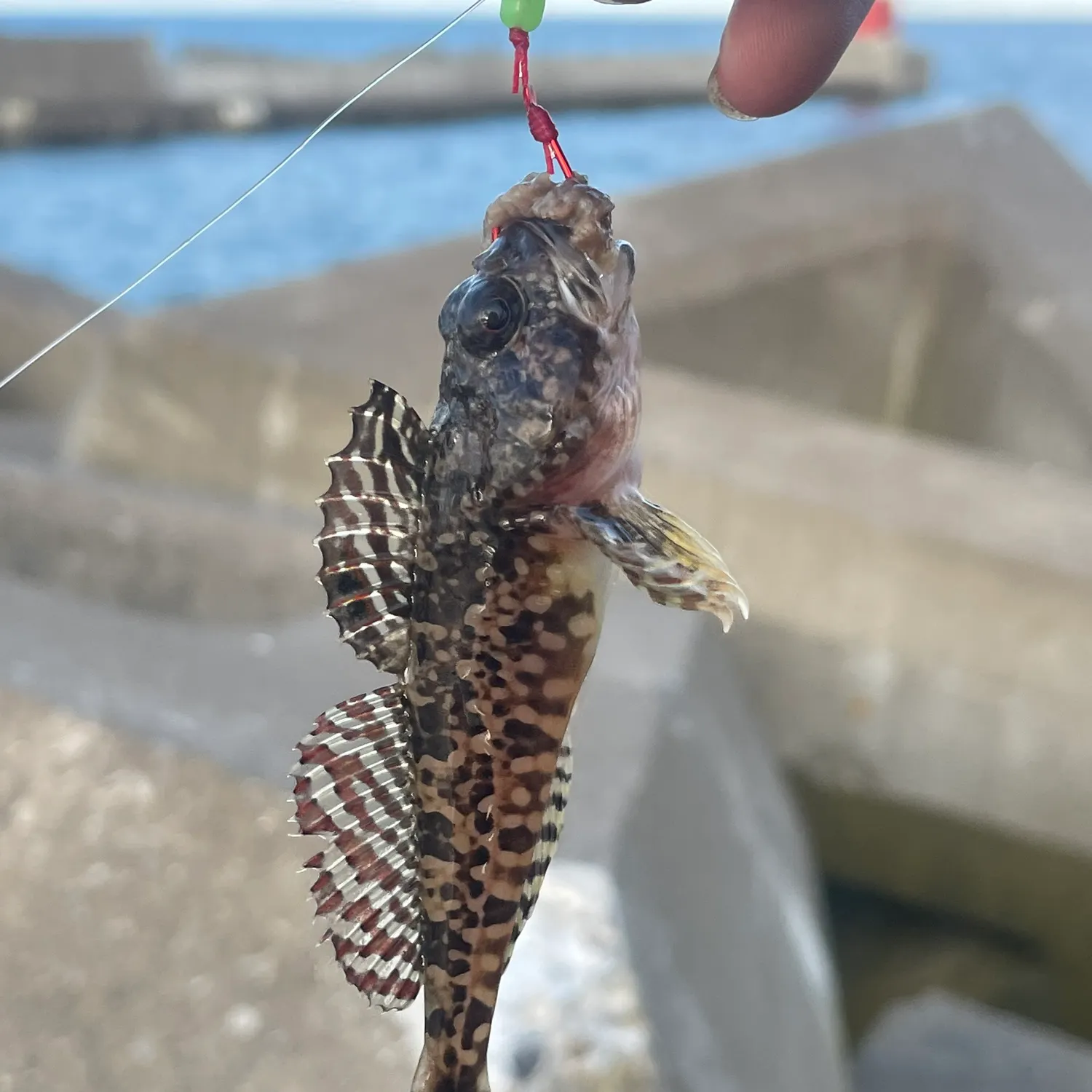 The most recent Gymnocanthus herzensteini catches on Fishbrain