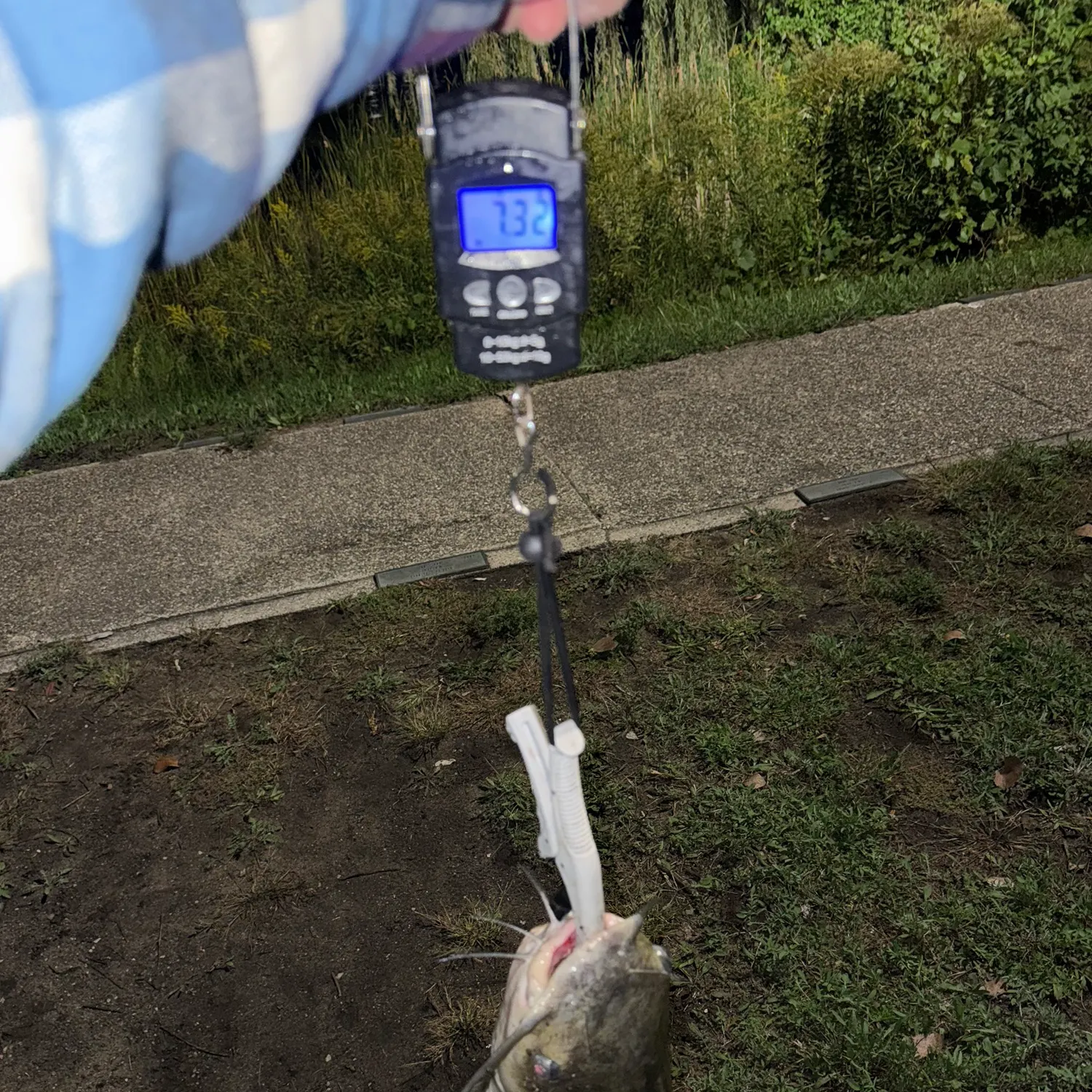 Channel catfish caught on Fishbrain