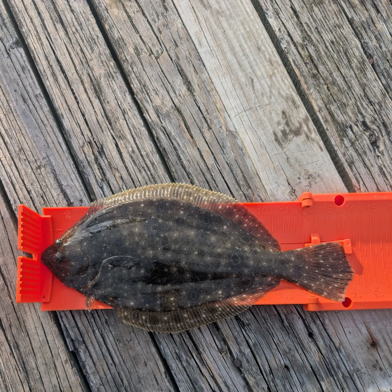 Summer flounder caught on Fishbrain