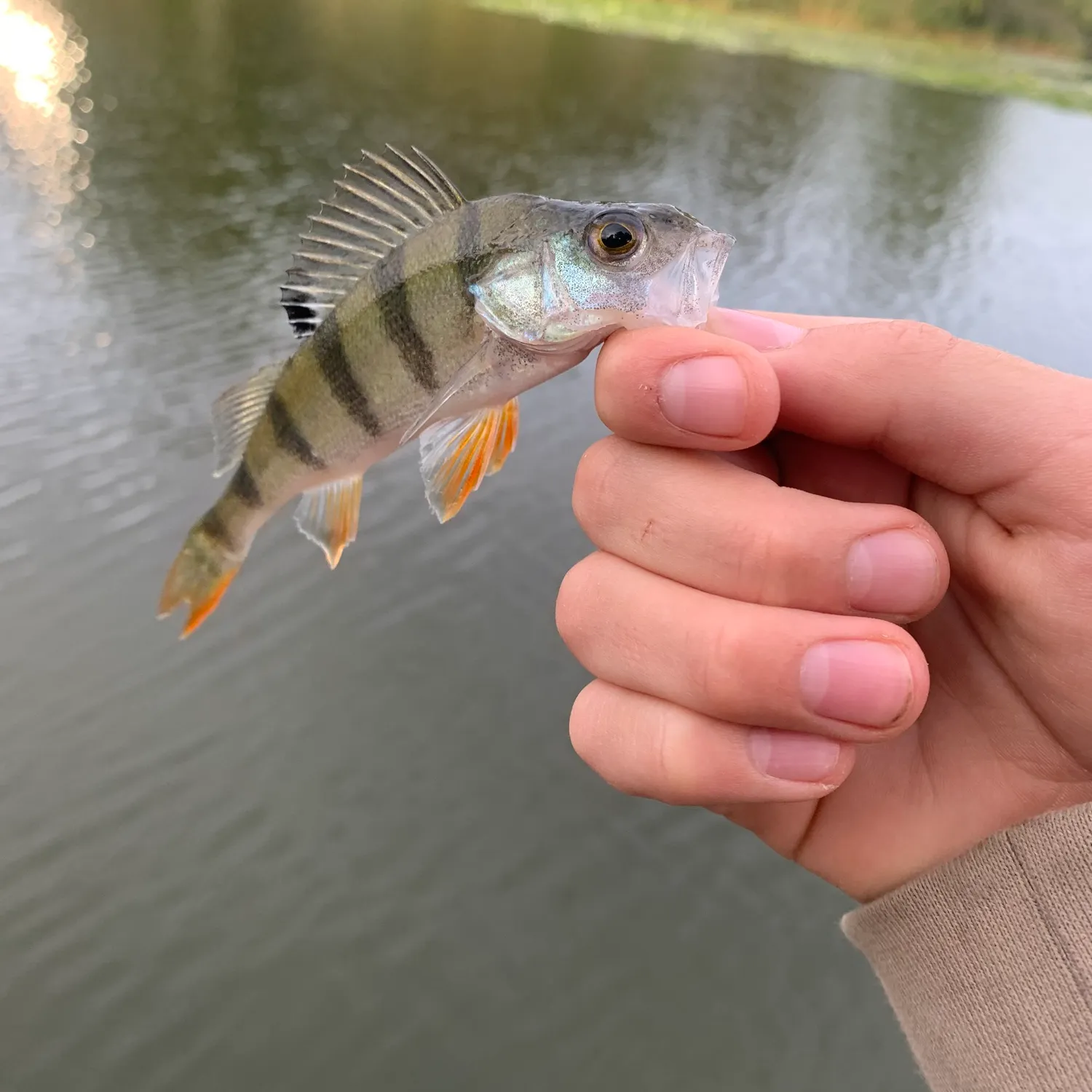 European perch caught on Fishbrain
